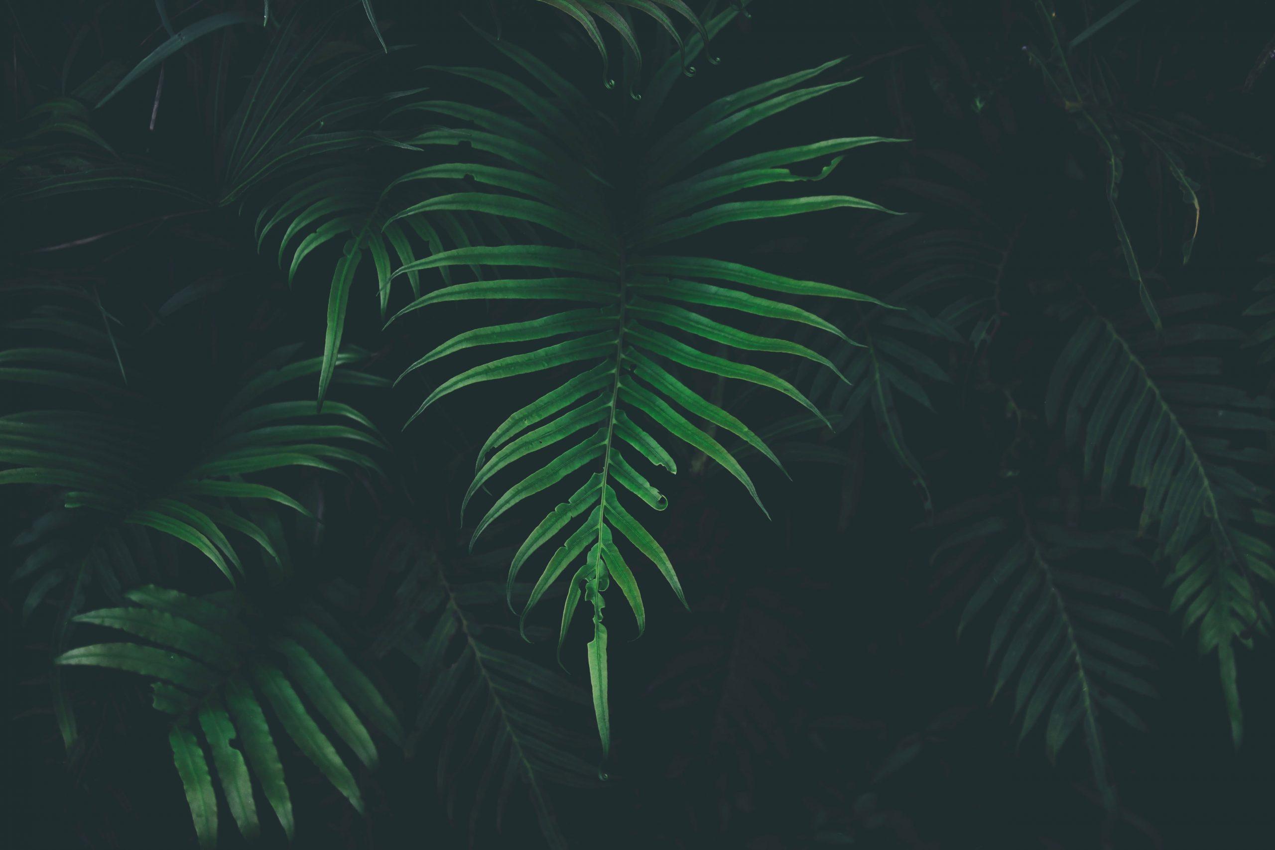 2560x1707 Green plant wallpaper, nature, leaves, plants, growth, green color, leaf • Wallpaper For You HD Wallpaper For Desktop & Mobile