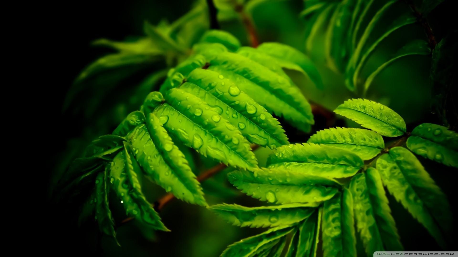 1920x1080 #plants, #closeup, #nature, #leaves, wallpaper. Mocah HD Wallpaper