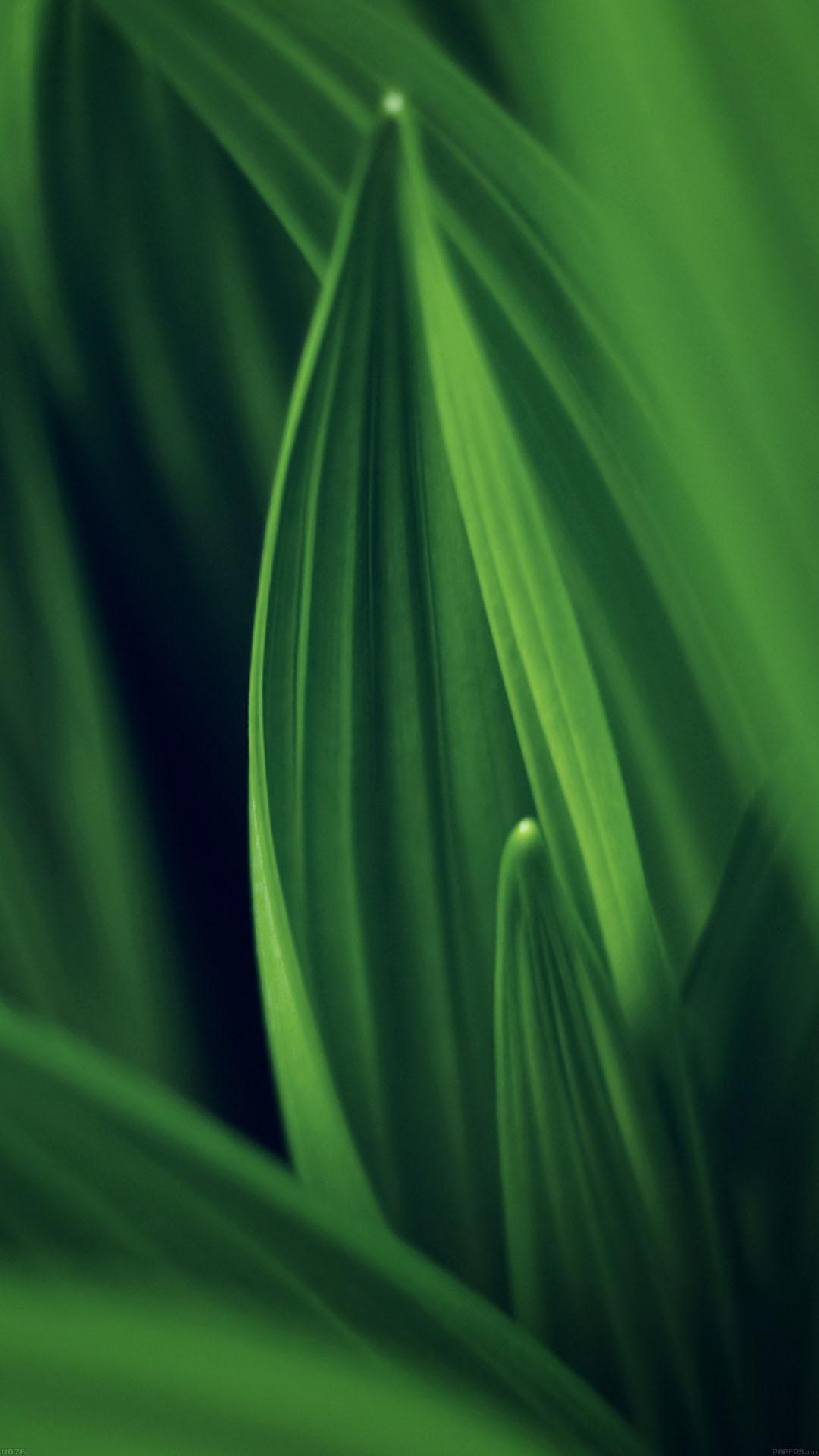 1080x1920 Leaf Nature Green Android wallpaper HD wallpaper