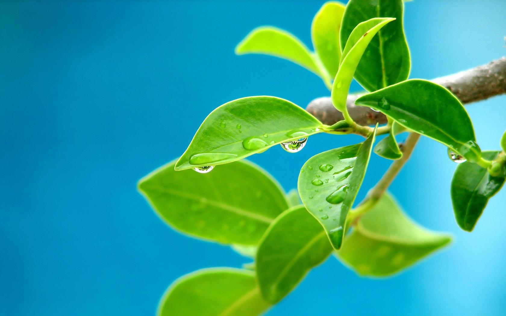 1680x1050 Nature Leaf Wallpaper HD