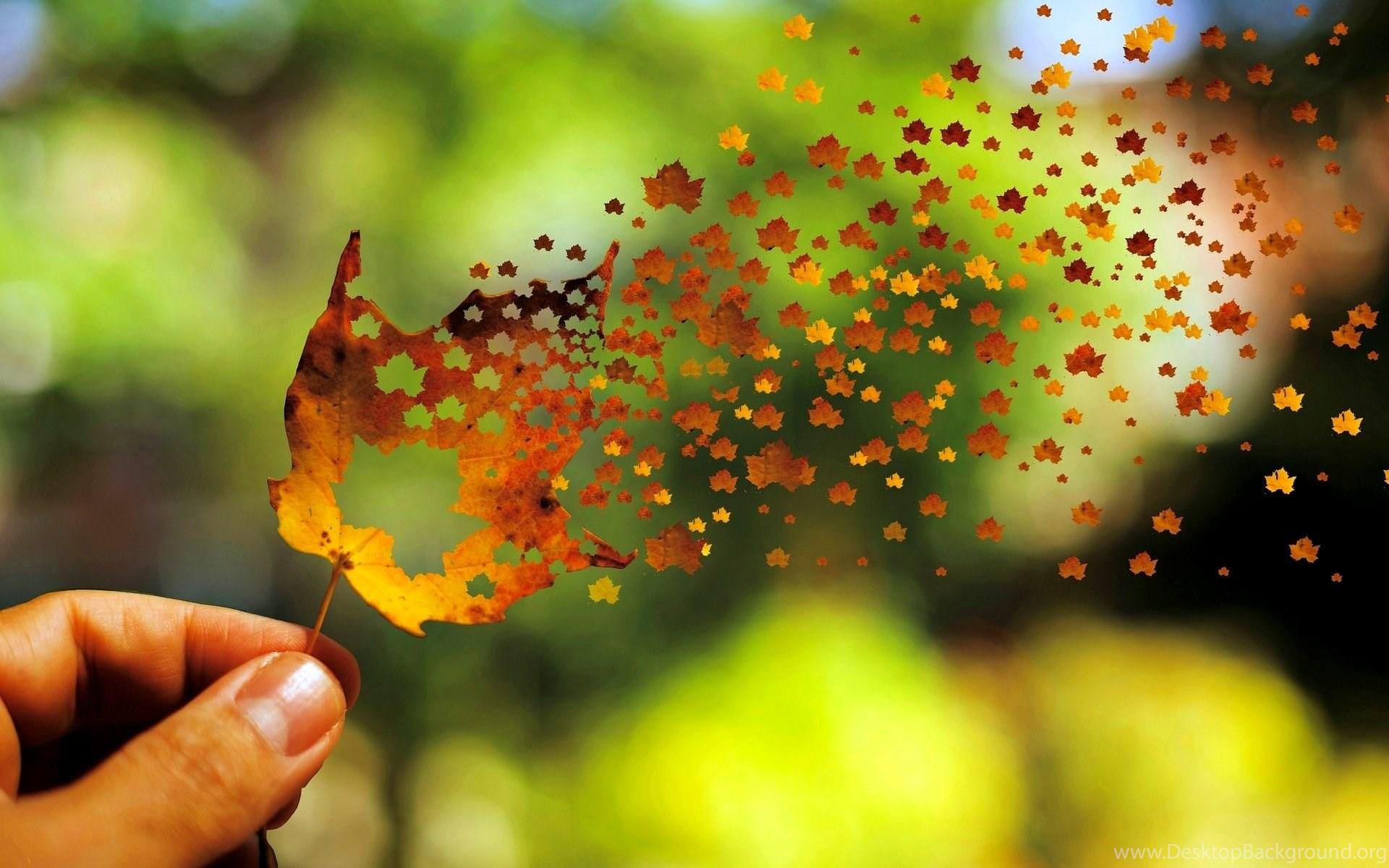 1920x1200 Autumn Leaf Art Of Fall Leaves Wallpaper Of Beautiful Nature Desktop Background