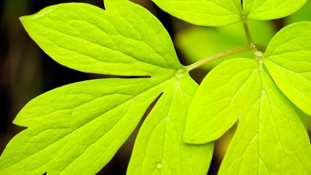 1244x700 Green drops dew leaf nature leaves wallpaperx1080