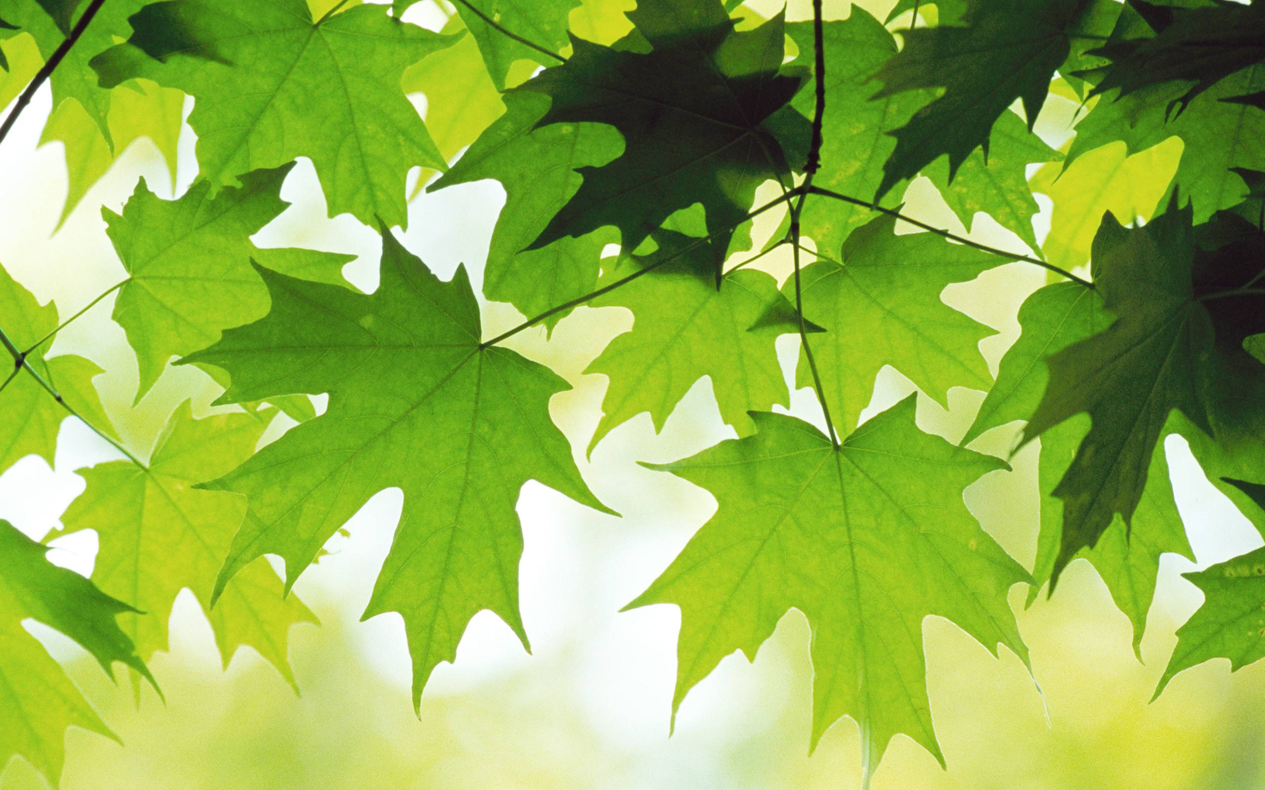 2560x1600 Leaves Wallpaper