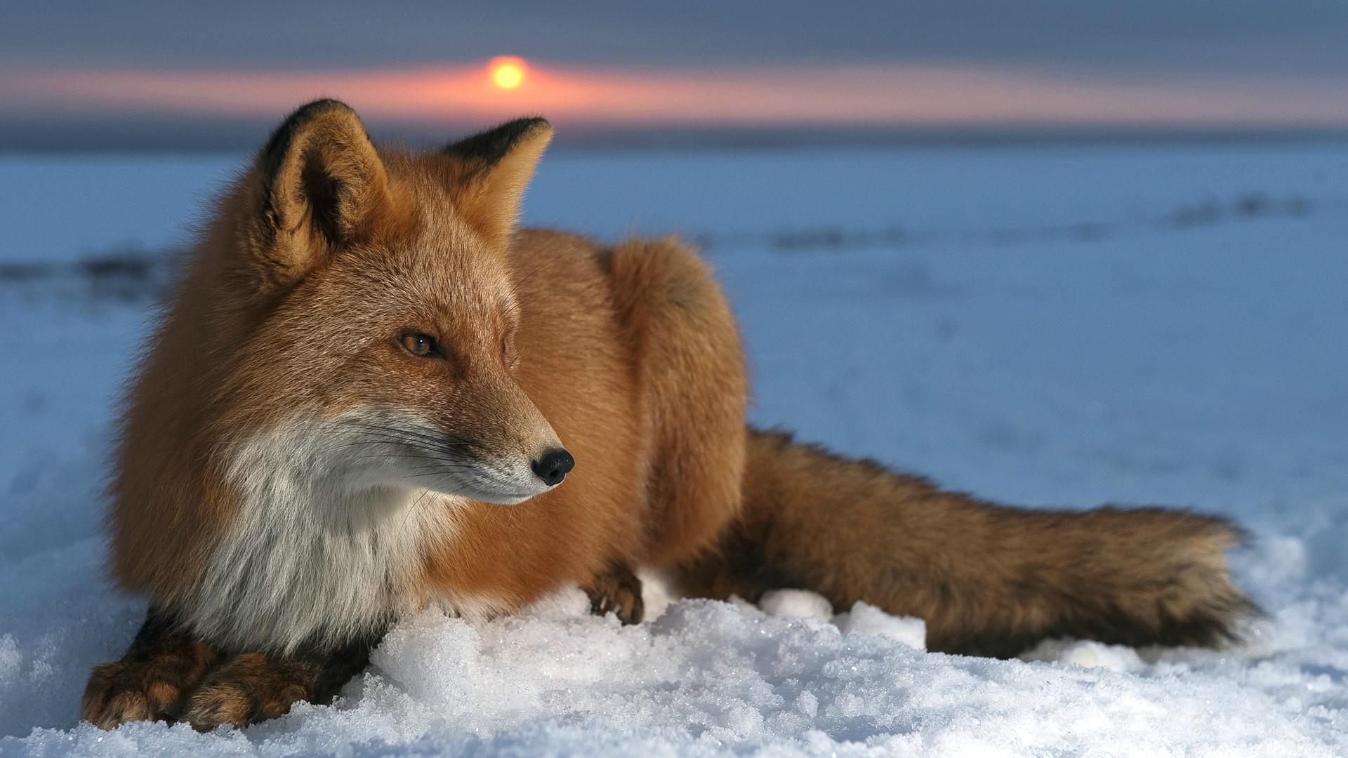 Fox Desktop Wallpapers - Top Free Fox Desktop Backgrounds - WallpaperAccess