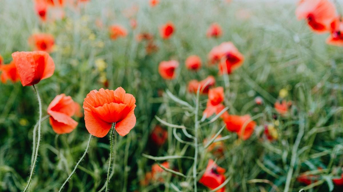 1200x675 Wildflower desktop wallpaper background, HD