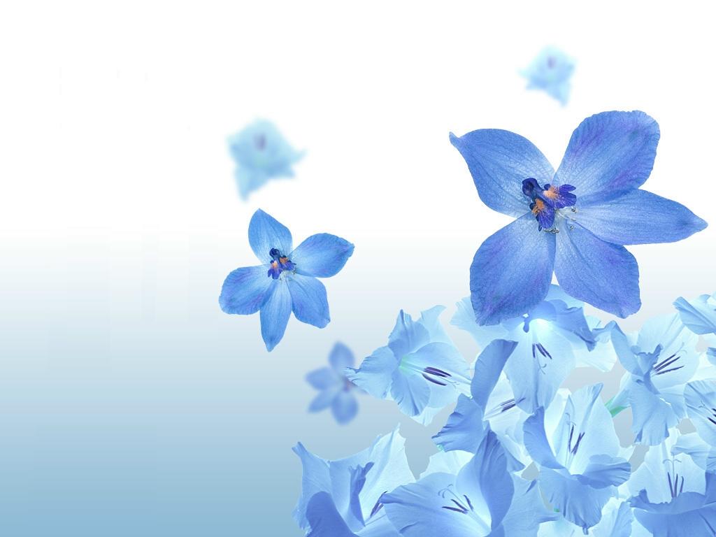 1024x768 Blue Flower Anime Background