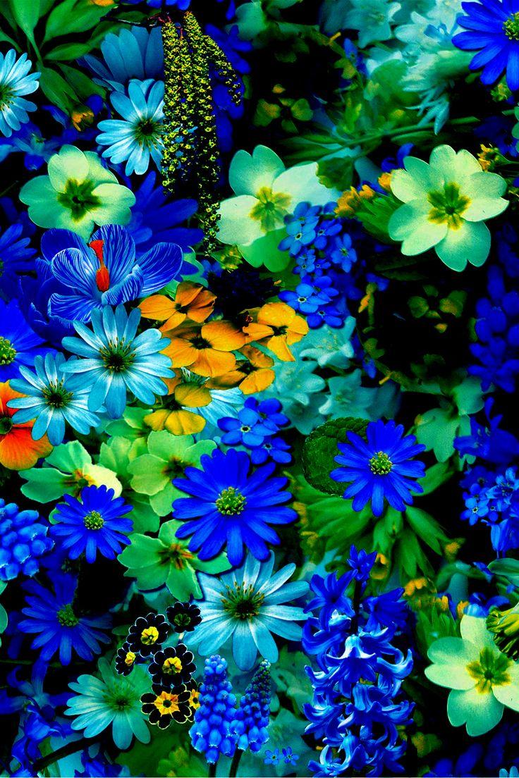 736x1104 flower wallpaper HD free download #Flower #Wallpaper #Cute. Latar belakang wallpaper, Wallpaper yang indah, Latar belakang estetika