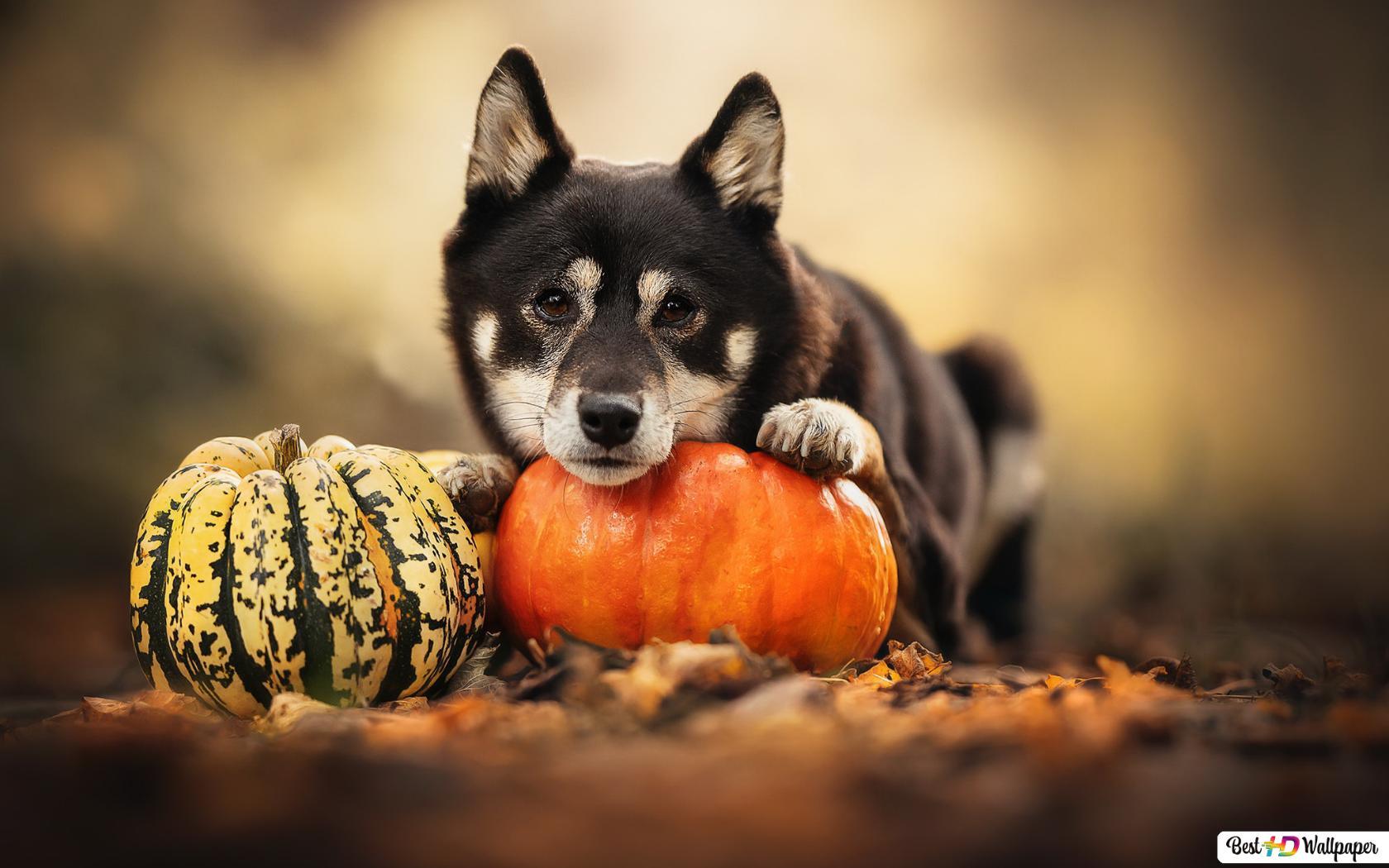 1680x1050 Cute black pet dog ang pumpkin ready for Halloween HD wallpaper download