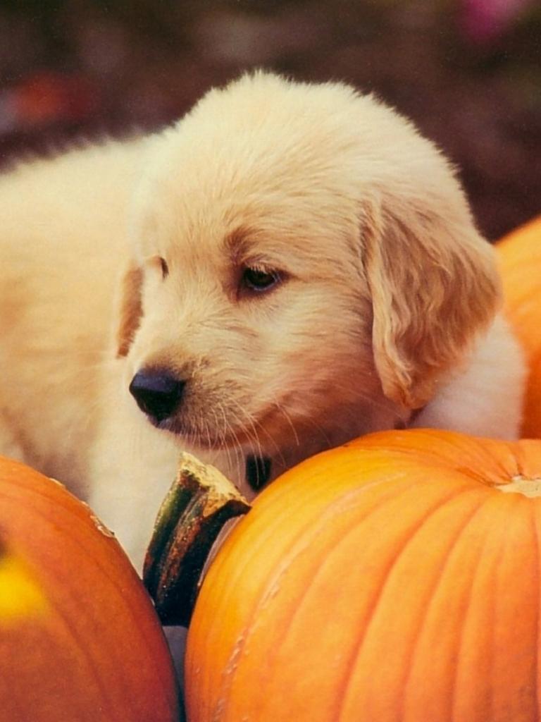 768x1024 Free download Dog And Pumpkin 1400 x 1050 Download Close [1400x1050] for your Desktop, Mobile & Tablet. Explore Halloween Pets Wallpaper. Halloween Wallpaper Free, Halloween Wallpaper For Desktop, Free Halloween Wallpaper For Desktop
