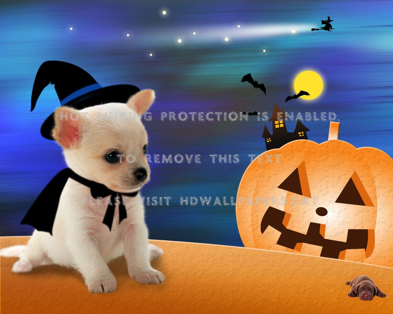 1280x1024 puppy's halloween pumpkin witch moon cute