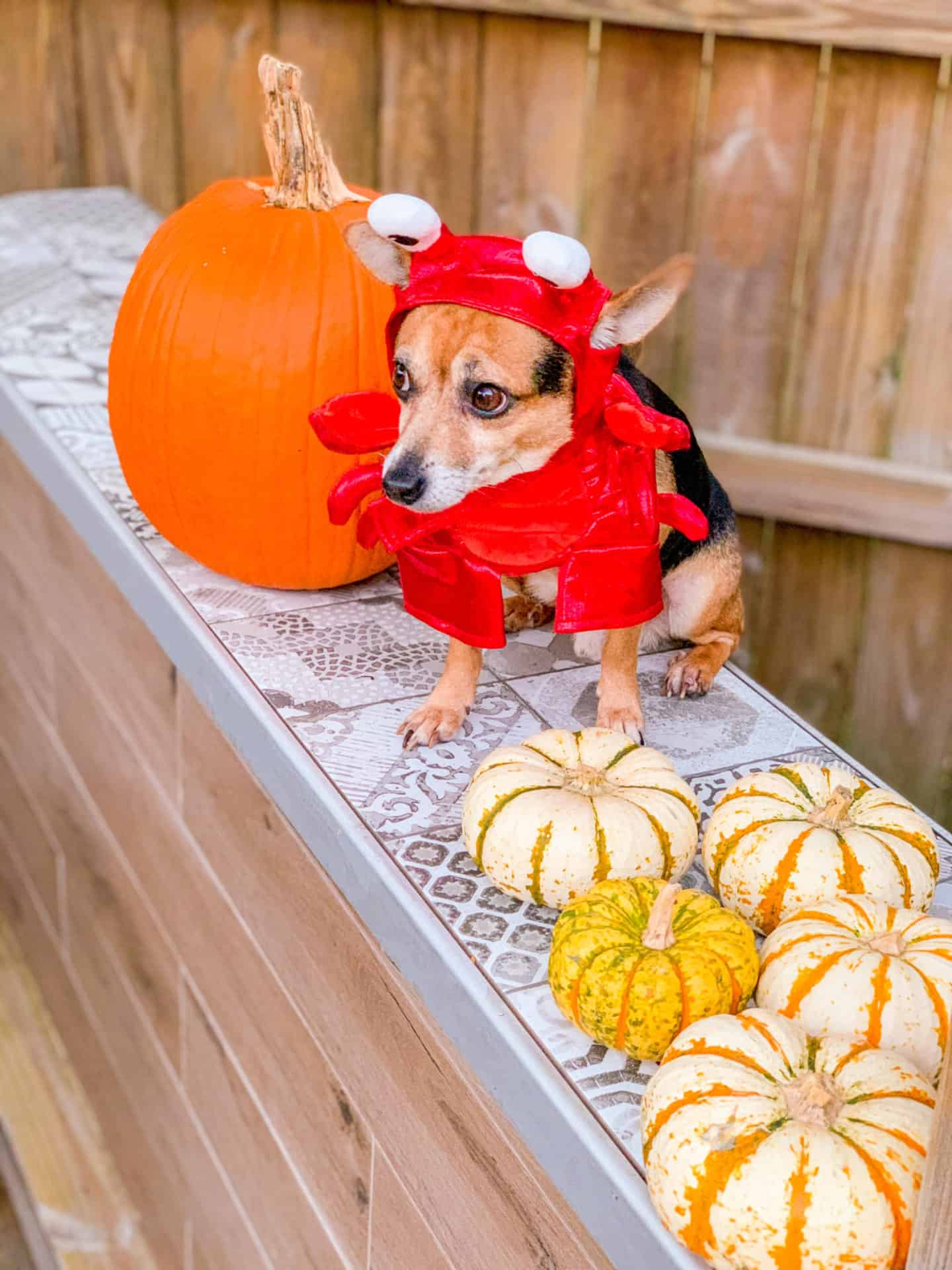 1440x1920 Best Chihuahua Halloween Costumes DIY Ideas, Cute & Funny Wallpaper
