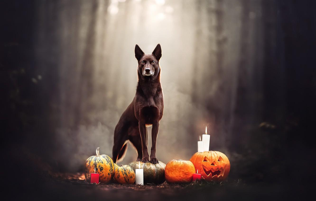 1332x850 Wallpaper background, dog, Halloween image for desktop, section праздники