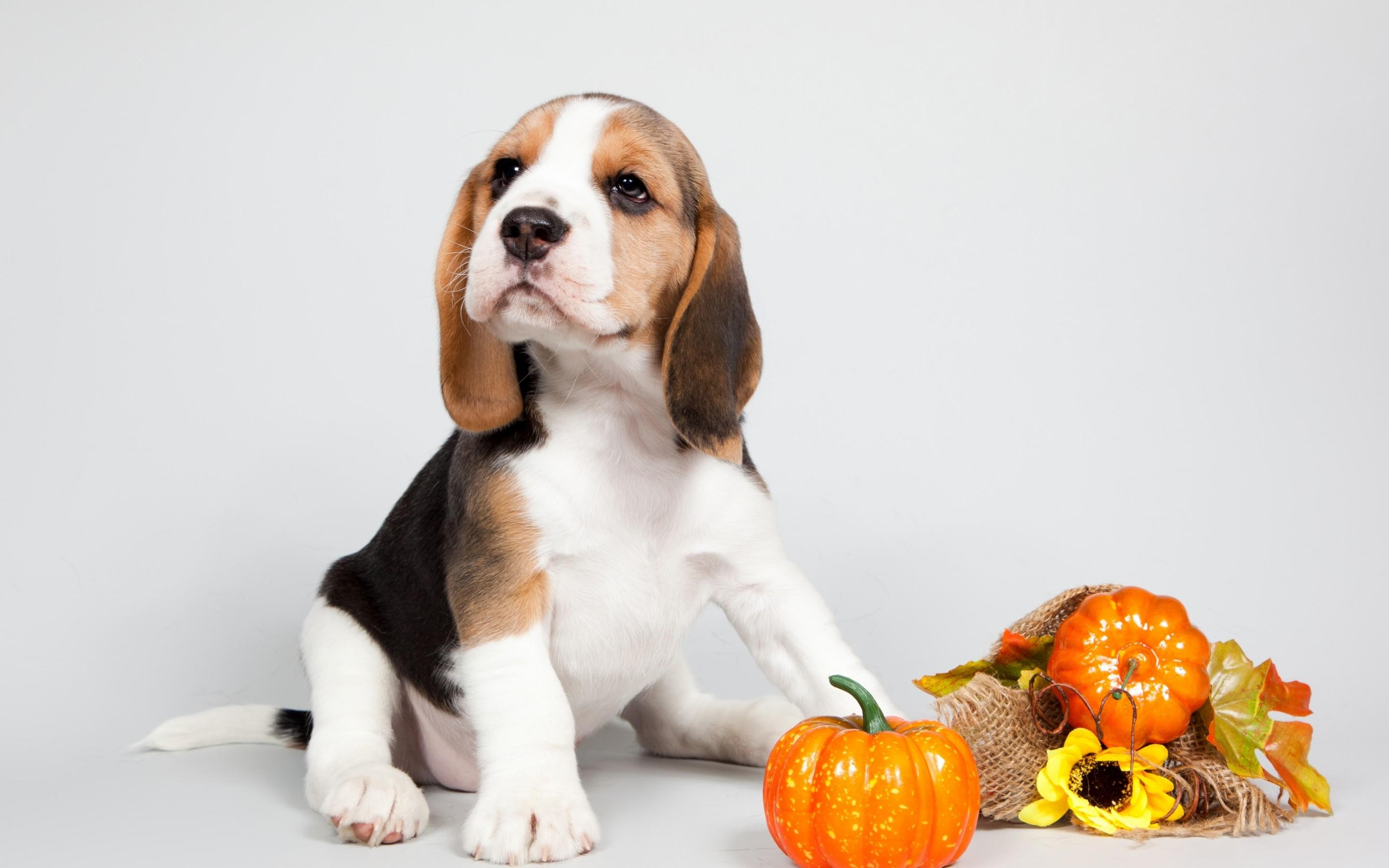 2880x1800 Halloween Dog Wallpaper