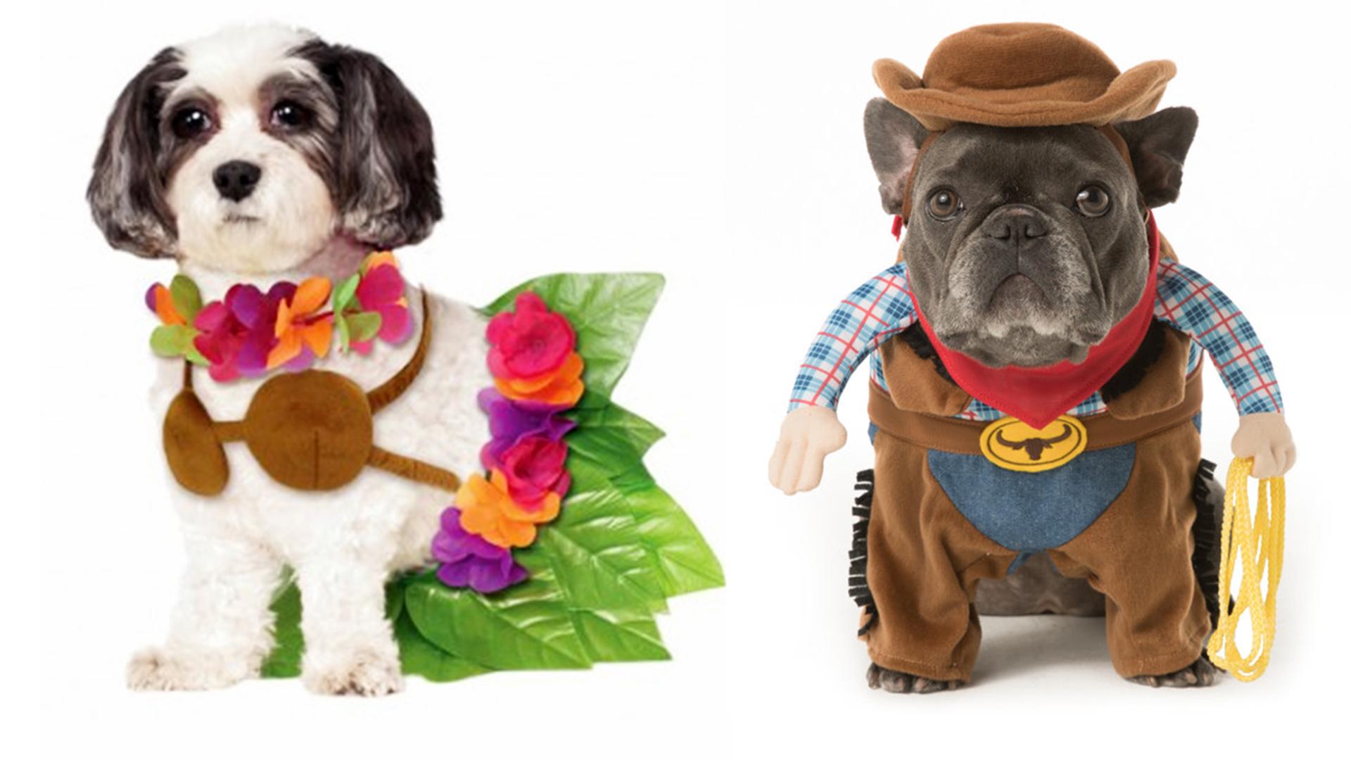 1920x1080 Halloween dog costume ideas: 32 easy, cute costumes for your canine