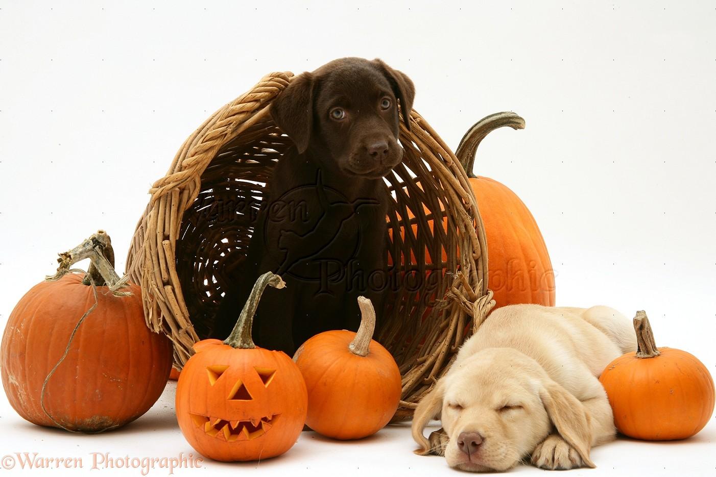 1402x935 Free download Halloween Puppies Pups at halloween [1402x935] for your Desktop, Mobile & Tablet. Explore Golden Retriever Wallpaper Halloween. Free Golden Retriever Puppy Wallpaper, Golden Wallpaper, Golden Retriever Wallpaper Border