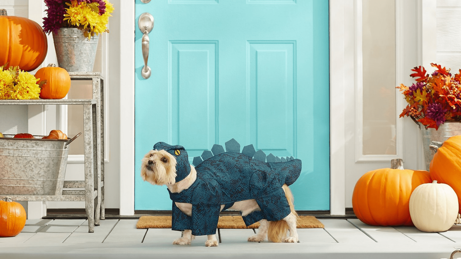 1600x900 of the best pet Halloween pet costumes