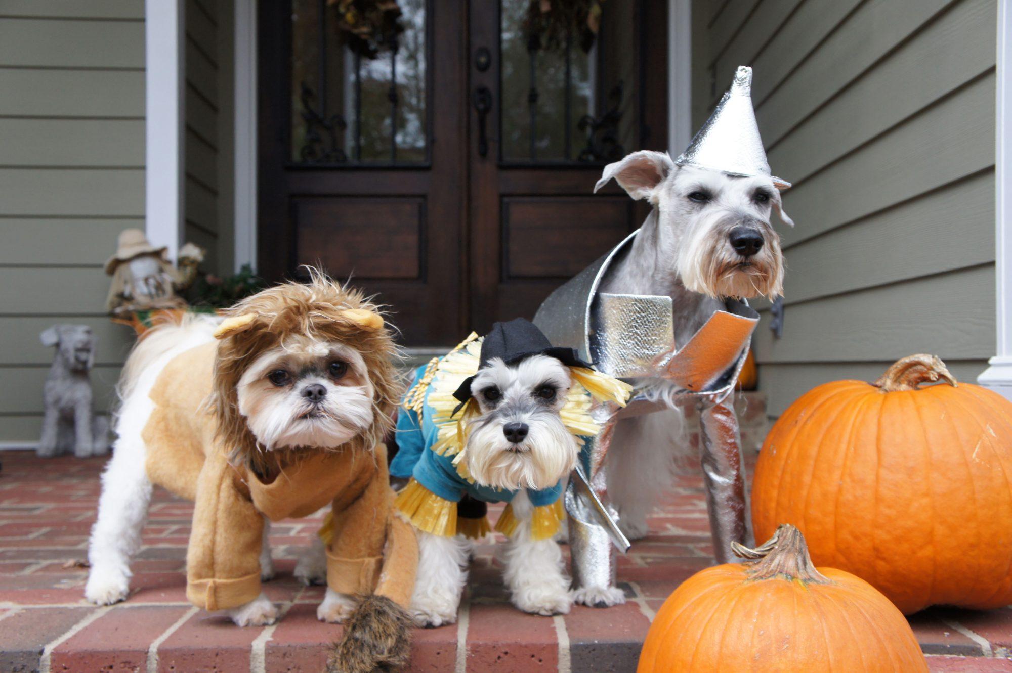 Cute Halloween Puppy Wallpapers - Top Free Cute Halloween Puppy ...