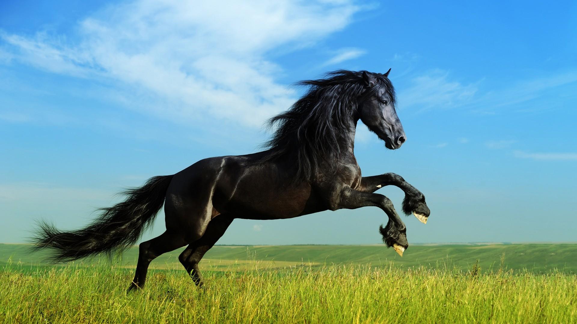1920x1080 Jumping Black Horse HD Wallpaper Desktop Background Image Widescreen :