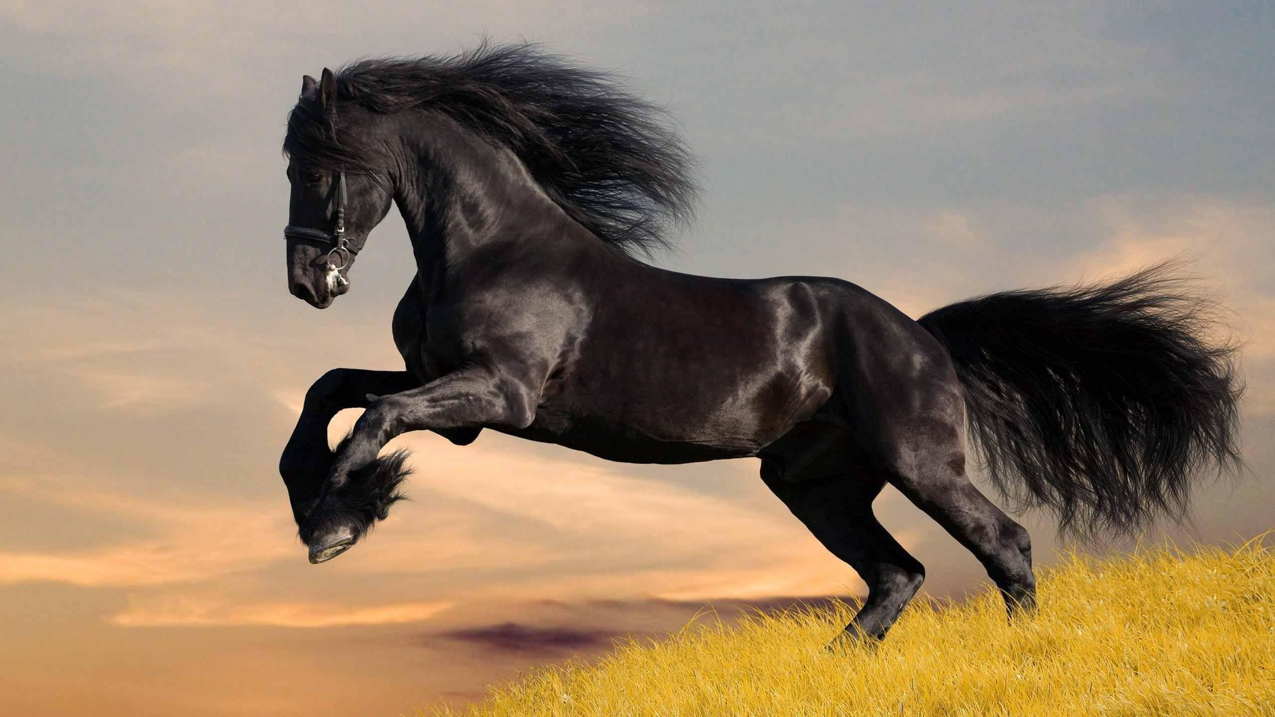 2560x1440 2560x Ghostly Horse Wallpaper HD Wallpaper Funny Wallpaper Download