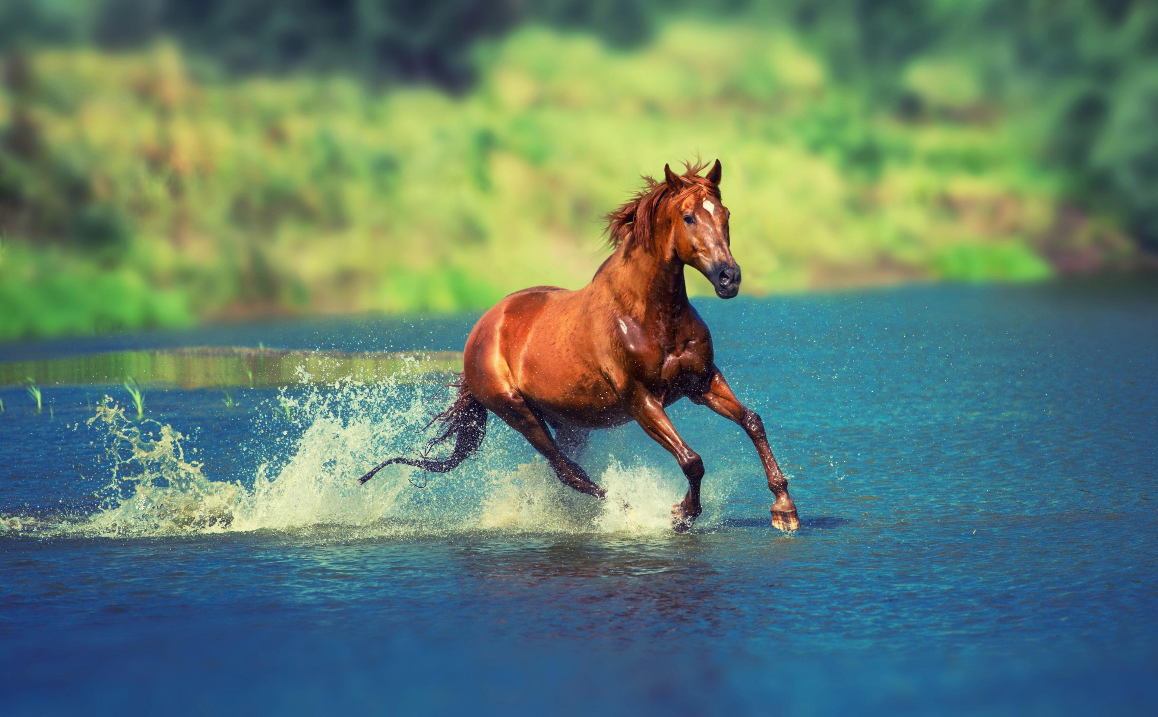 3840x2378 3840x2378 horse 4k new HD pc wallpaper HD Wallpaper