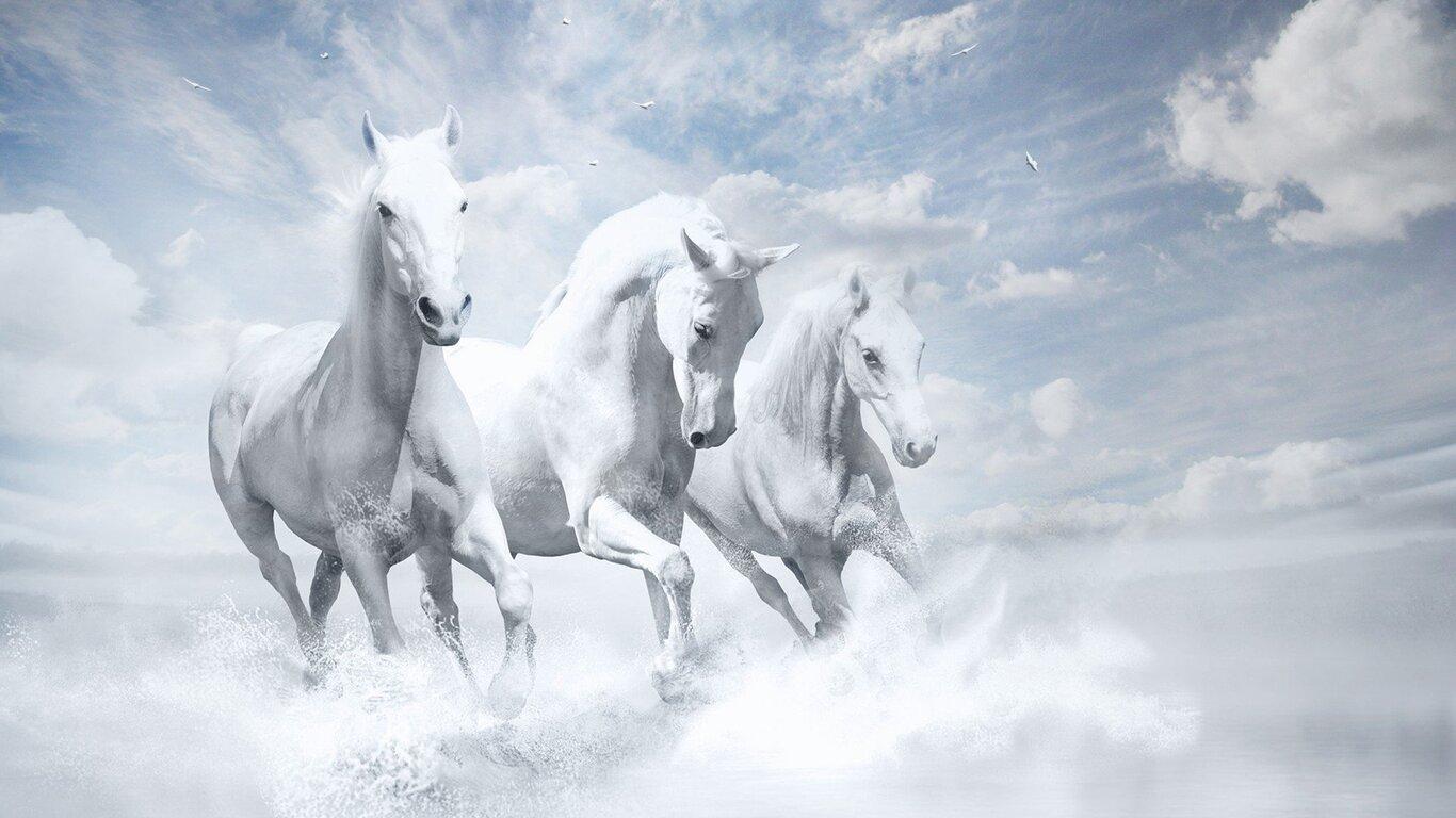 1366x768 White Horses HD 1366x768 Resolution HD 4k Wallpaper, Image, Background, Photo and Picture