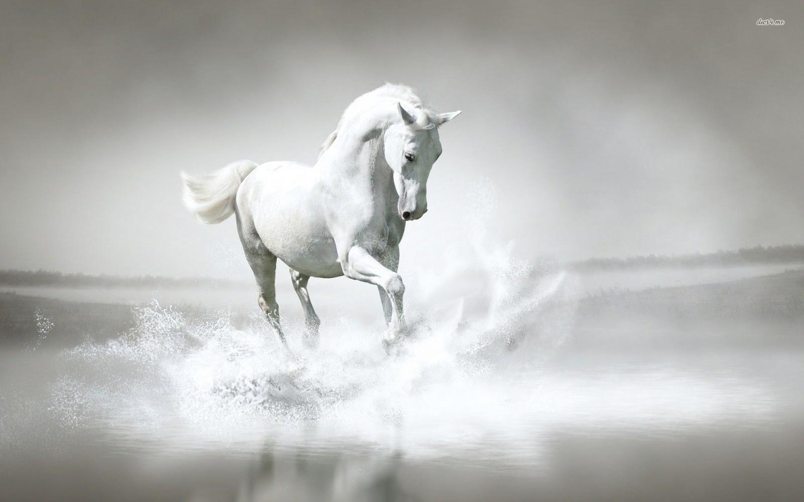 1600x1000 white horse HD wallpaper