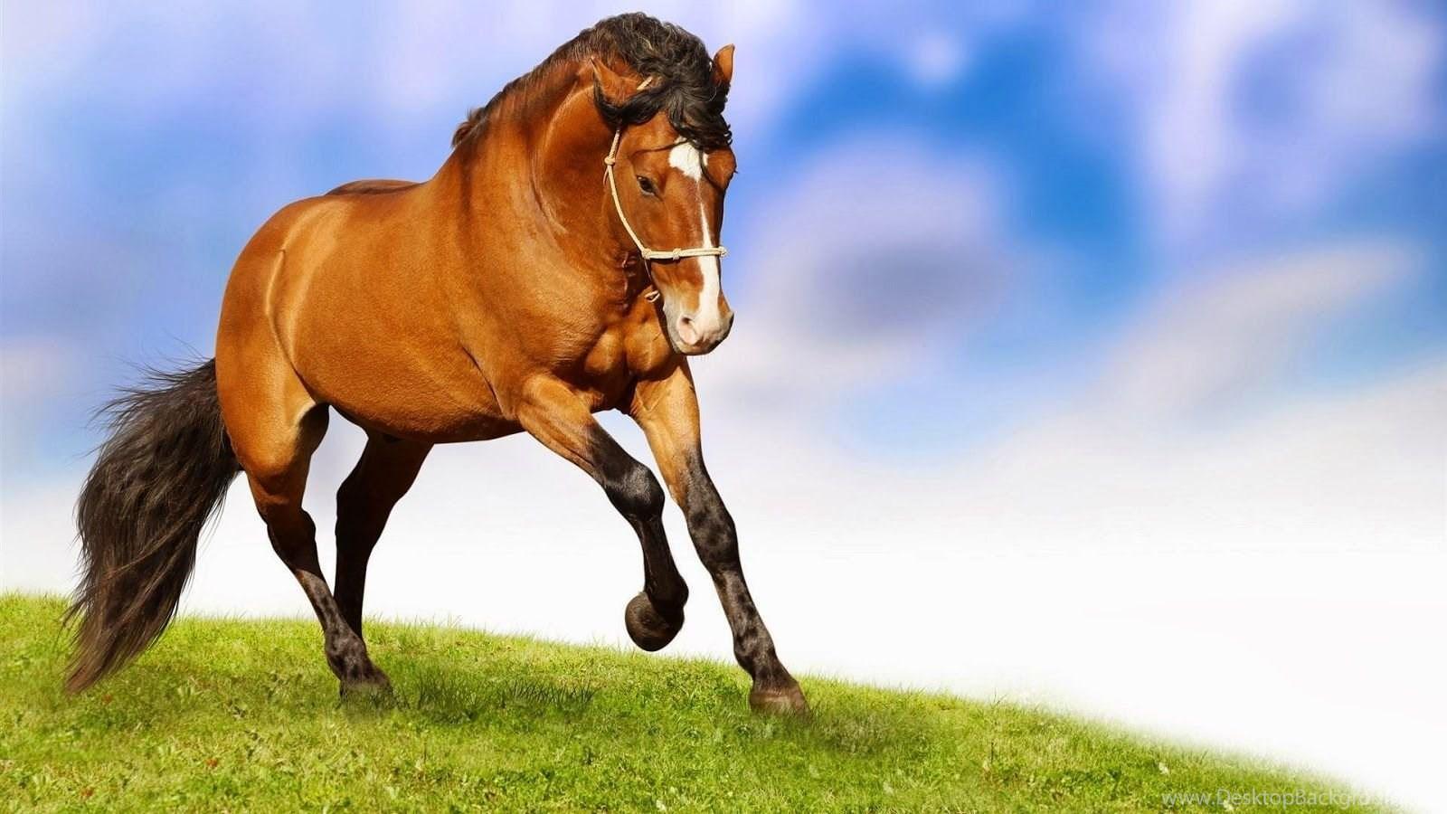 1600x900 Best Horse HD Wallpaper, Desktop Background