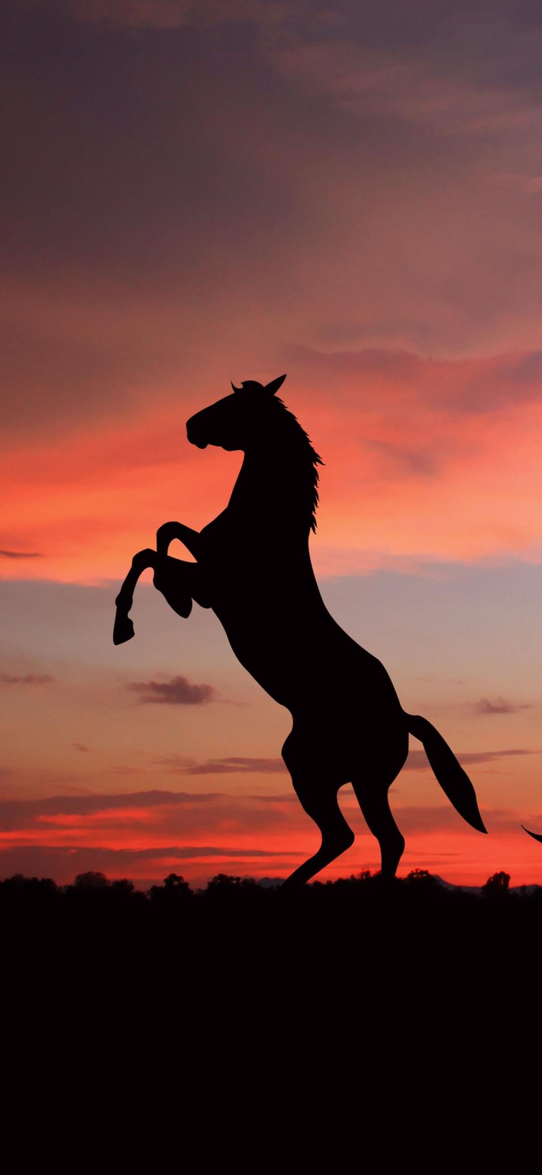 1080x2340 Horse Wallpaper HD For Mobile