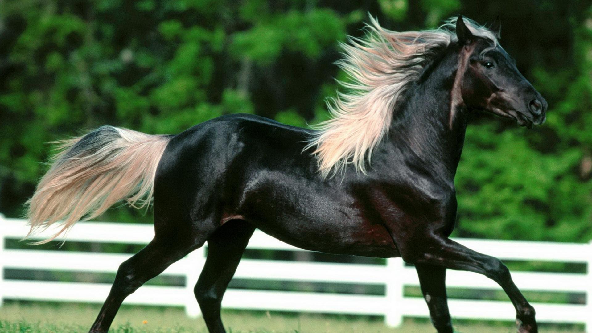 1920x1080 horse photo vol 1080p 78 133 1920x1080 wallpaper