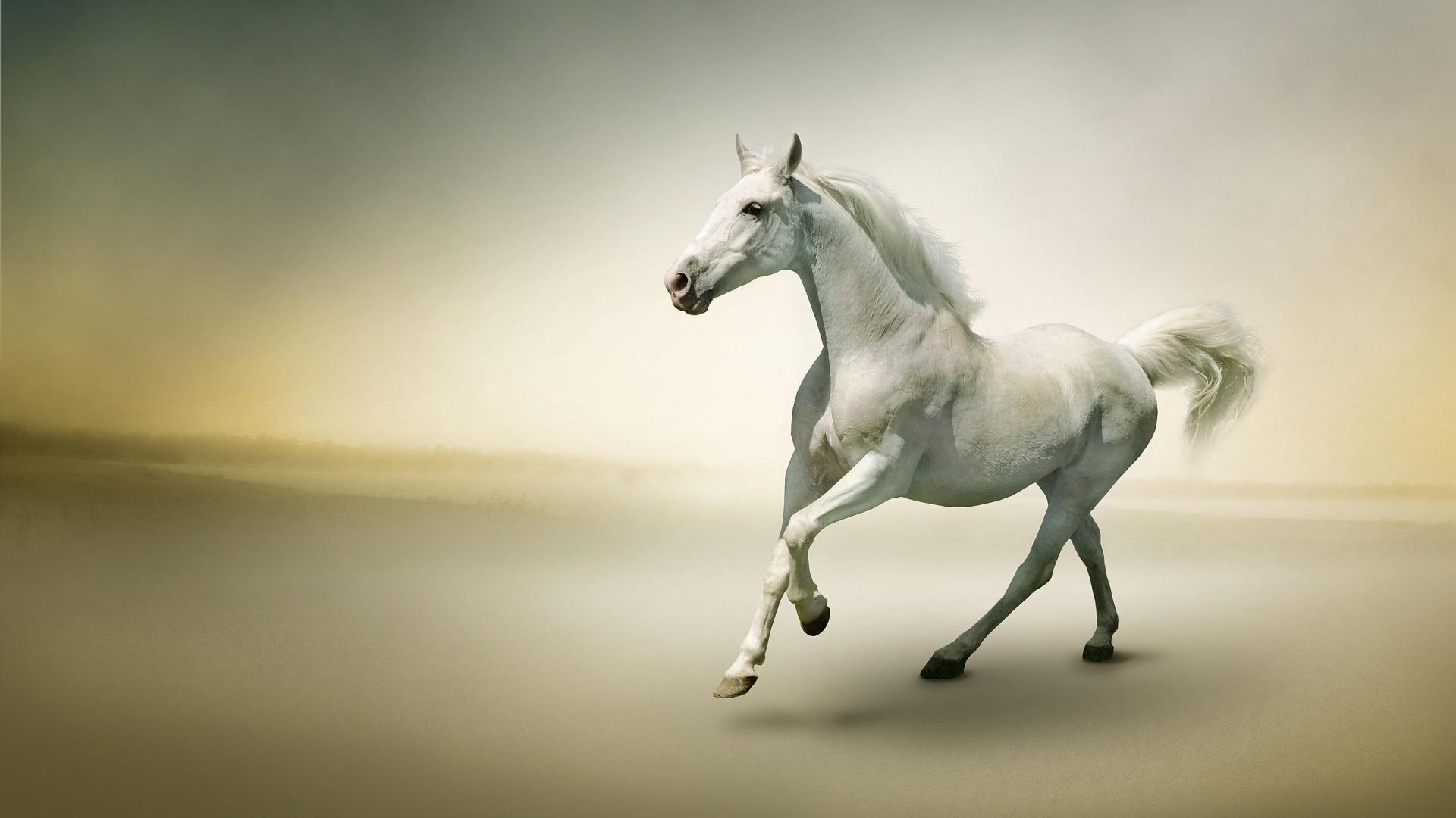 1920x1080 Horse HD Wallpaper HD Wallpaper