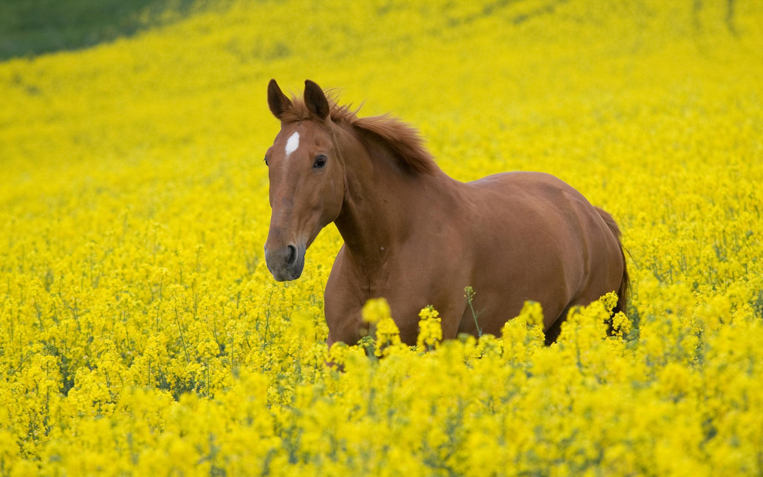 2560x1600 HD Horse Wallpaper Free Download