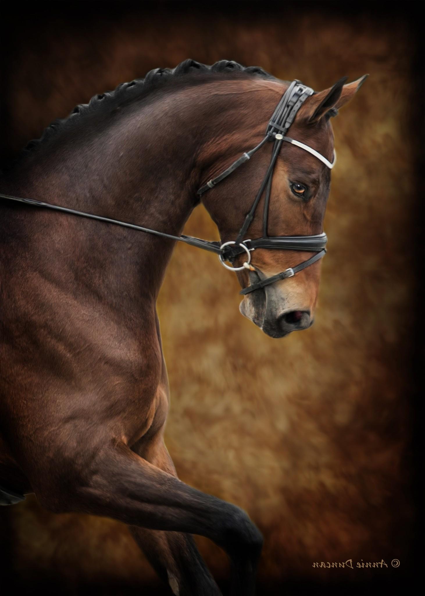 1462x2048 photography, Animals, Horse Wallpaper HD / Desktop and Mobile Background