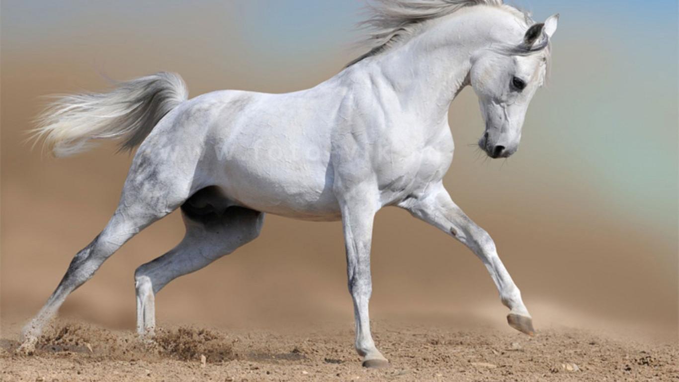 1366x768 Andalusian Horse HD Wallpaper 19727