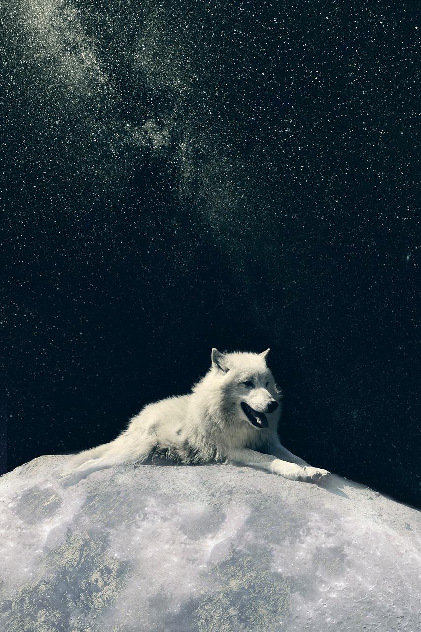 853x1280 Wolf Dog Moon Phone