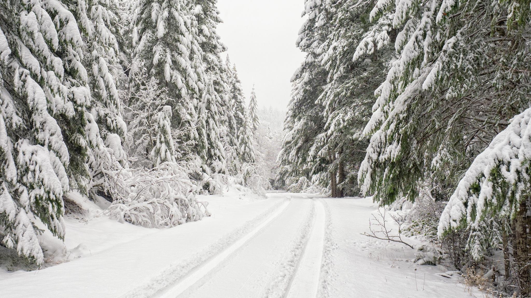 2048x1152 Download 2048x1152 Snow, Forest, Trees, Winter, Path Wallpaper