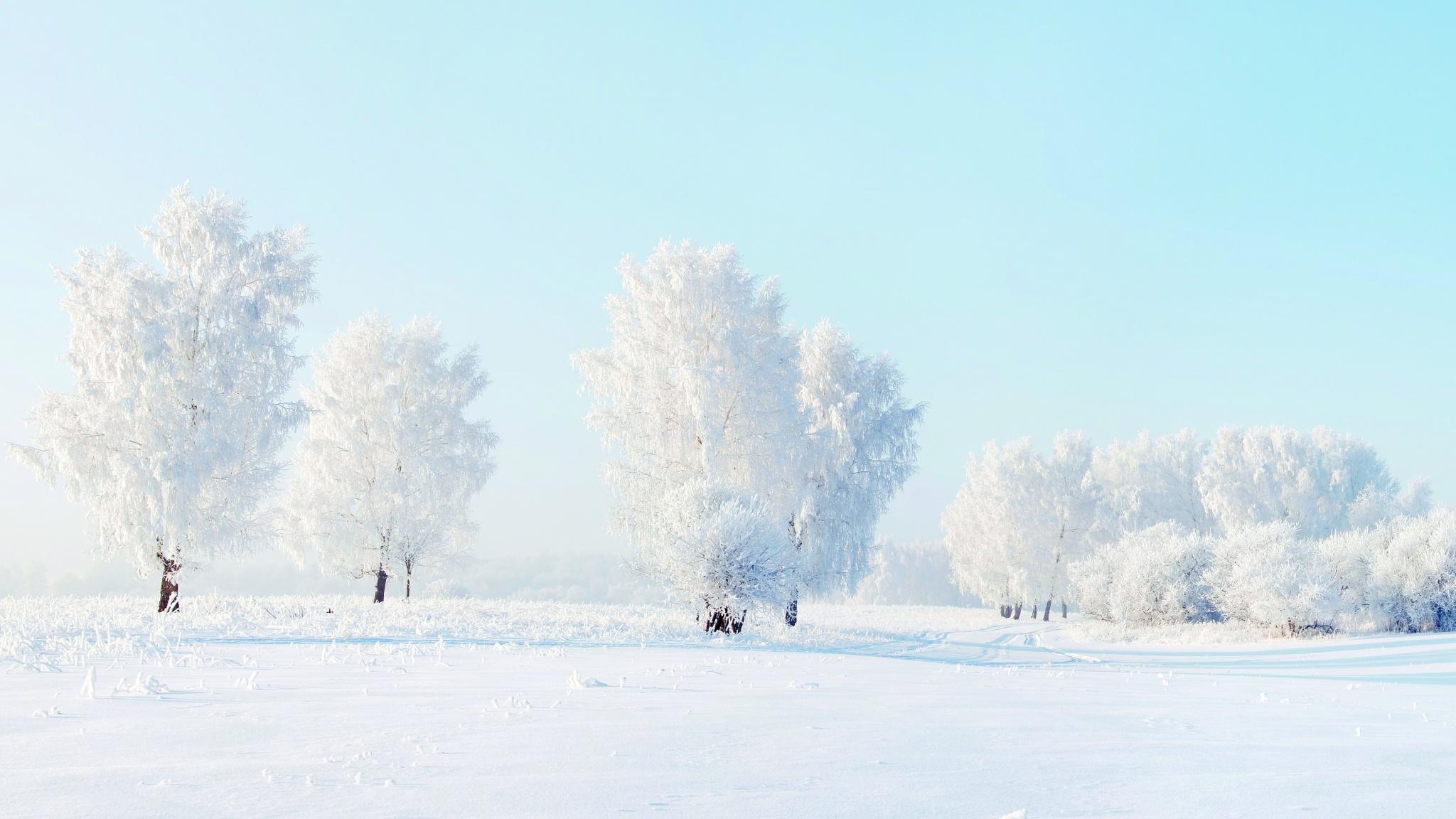 2048x1152 Winter Snow Trees Frost Wallpaper