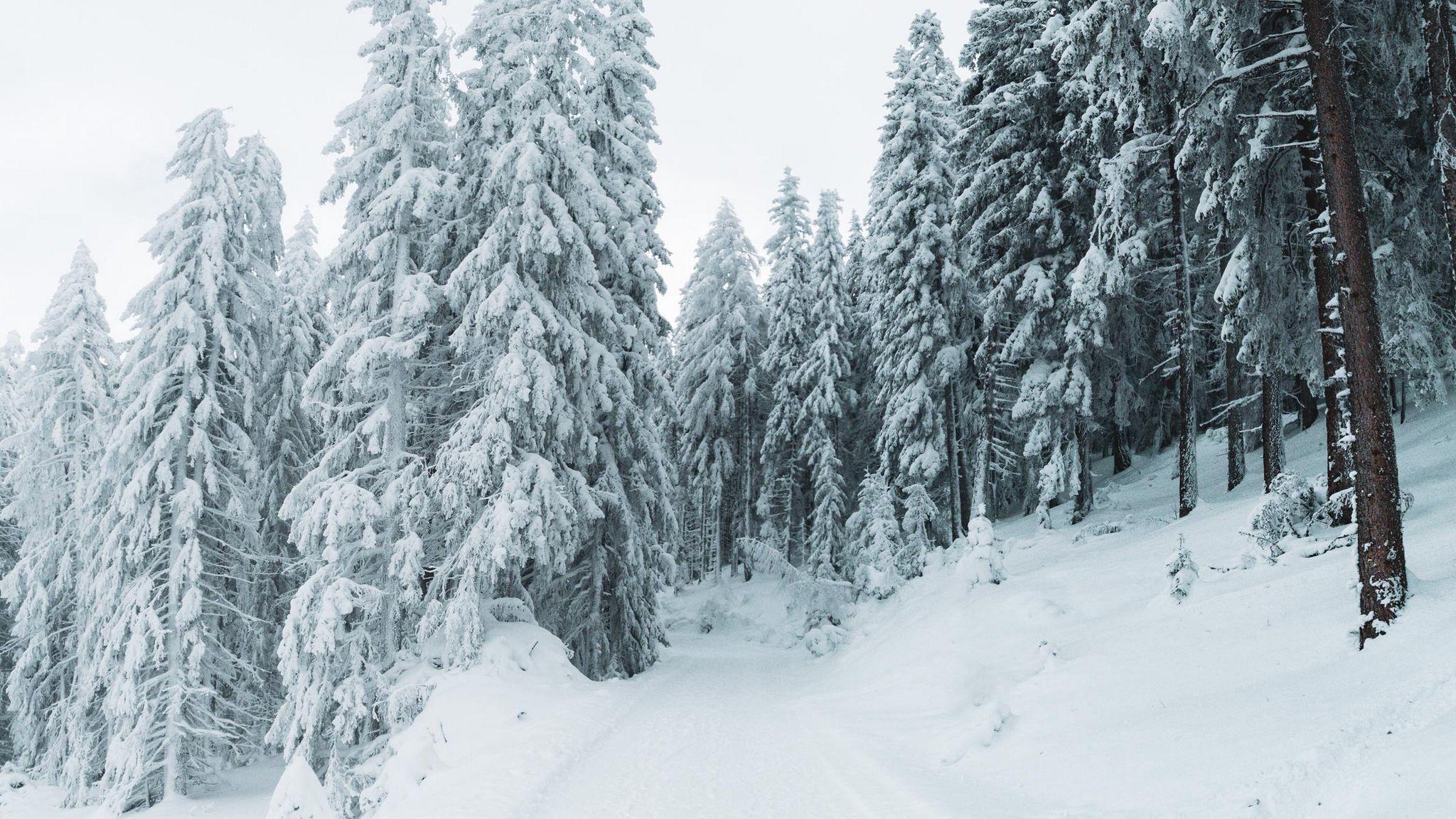 2048x1152 Wallpaper Winter, Snow, Trees, Path, Snowy HD Wallpaper