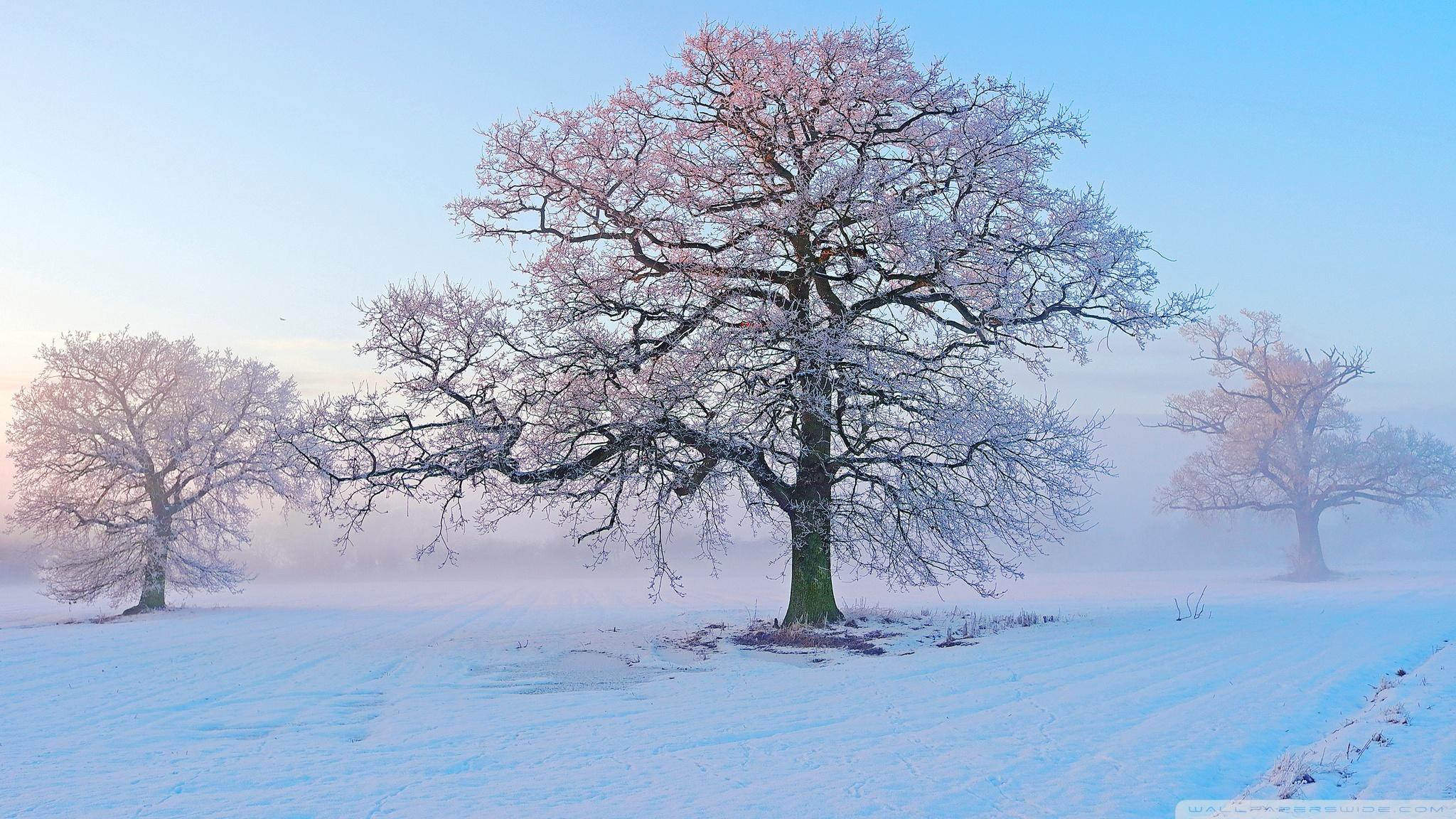 2048x1152 Free download Weekly Wallpaper Cover Your Desktop In Snow Lifehacker Australia [2048x1152] for your Desktop, Mobile & Tablet. Explore Desktop Winter Wallpaper. Winter Wallpaper, Winter Desktop Wallpaper Free, Beautiful
