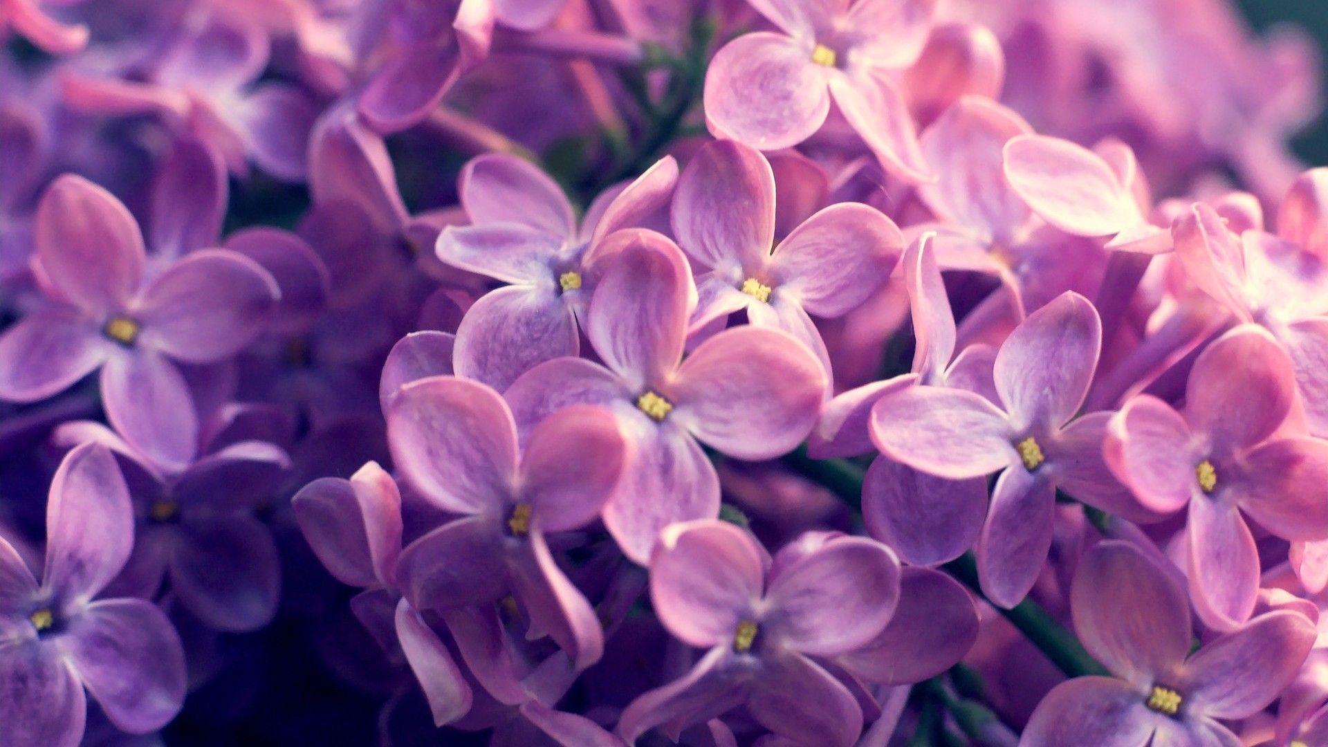 1920x1080 Pink Words Wallpaper