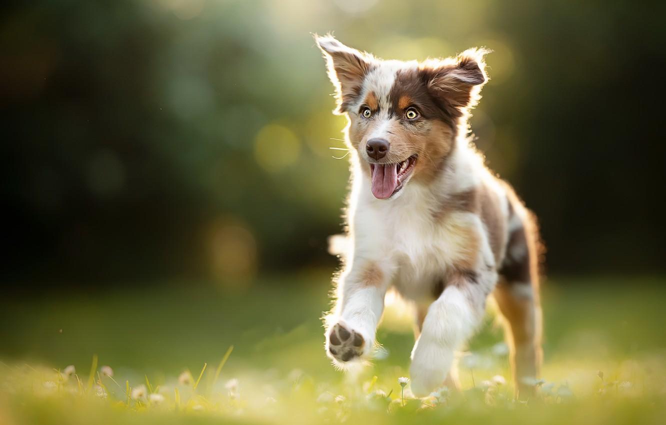 1332x850 Wallpaper summer, dog, puppy image for desktop, section собаки