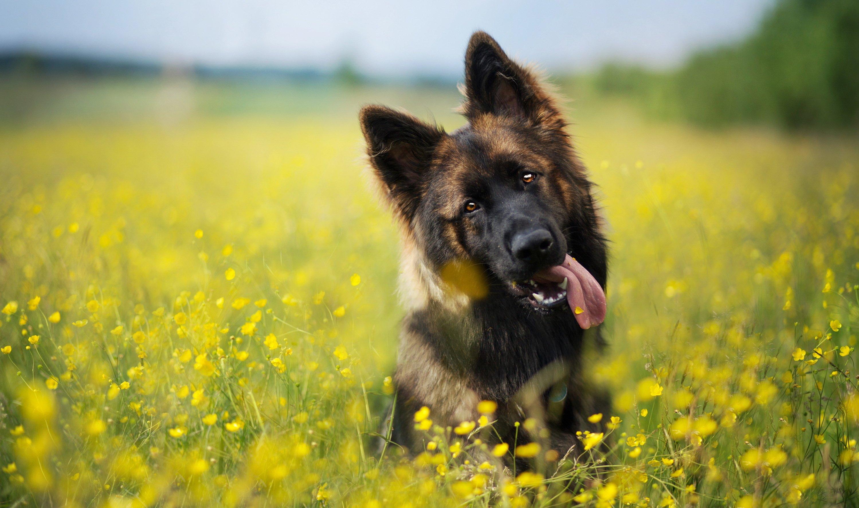 2998x1774 look, Summer, Flowers, Dog Wallpaper HD / Desktop and Mobile Background