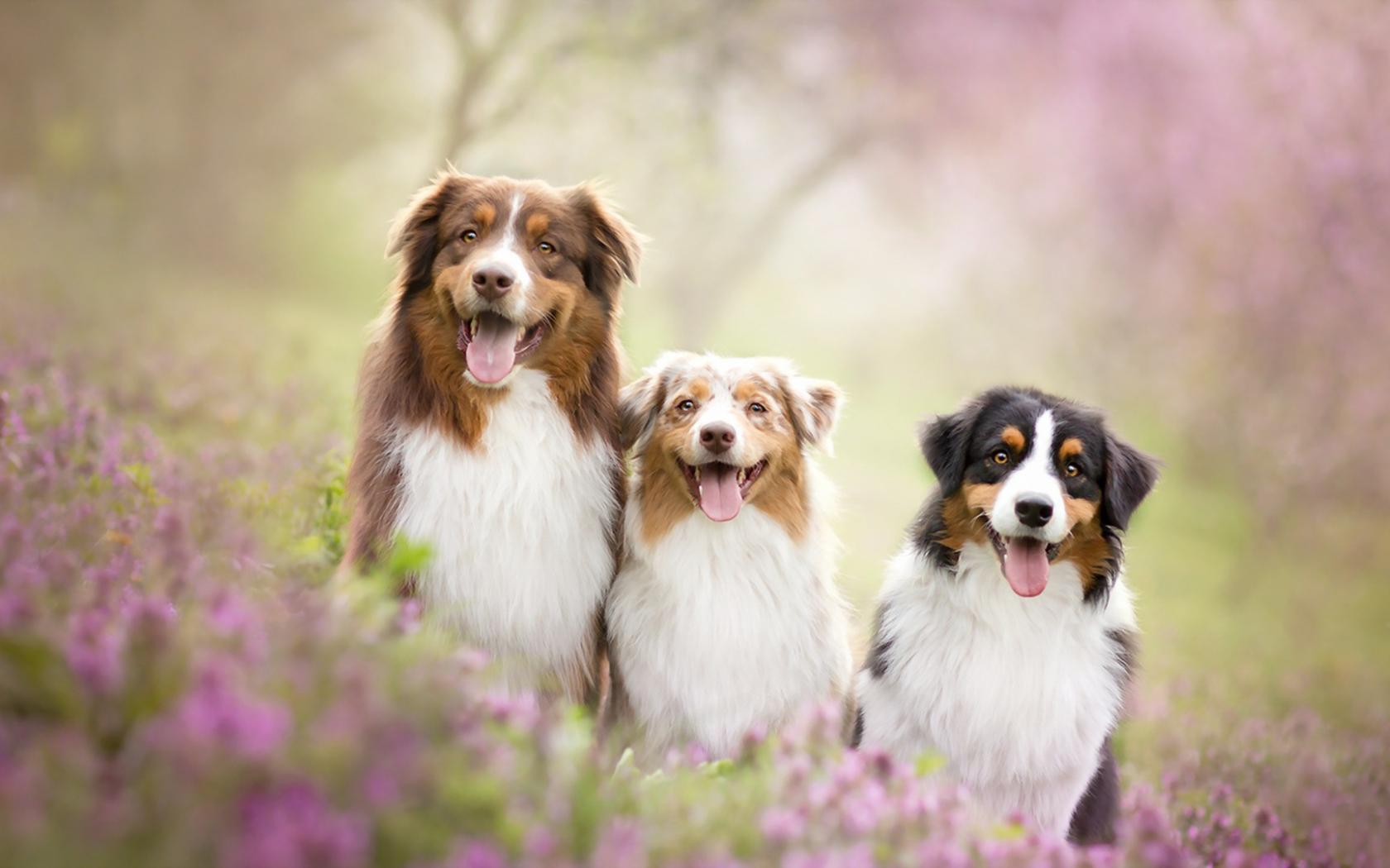 1680x1050 Free download Summer Dog Friends Wallpaper HD Wallpaper [1920x1080] for your Desktop, Mobile & Tablet. Explore Summer Puppy Free Wallpaper. Cute Puppy Wallpaper For Desktop, Puppy Wallpaper, Wallpaper with