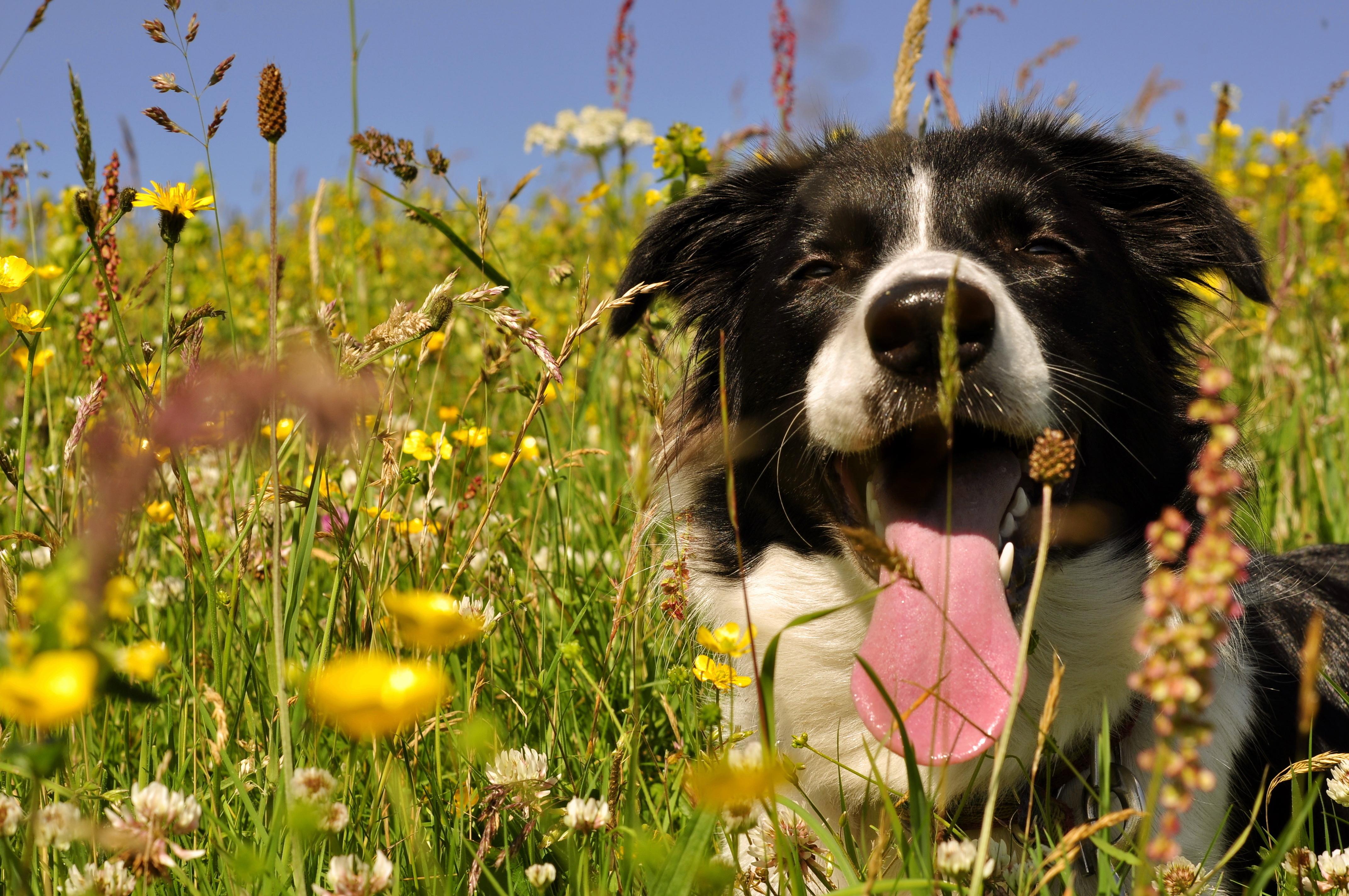 4288x2848 Free download Dog on a hot summer day wallpaper and image wallpaper picture [4288x2848] for your Desktop, Mobile & Tablet. Explore Summer Puppy Wallpaper Desktop. Cute Puppy Desktop Wallpaper
