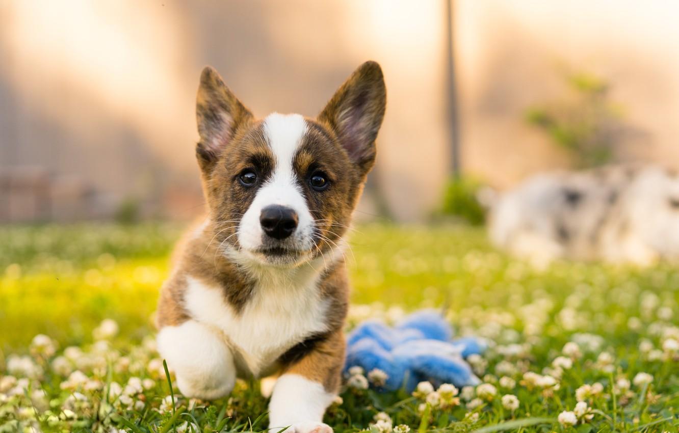 Summer Puppy Wallpapers - Top Free Summer Puppy Backgrounds ...