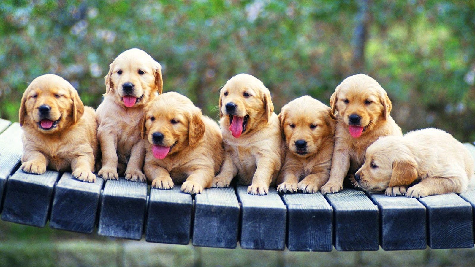 1600x900 Spring Puppies Wallpaper, HD Spring Puppies Background on WallpaperBat
