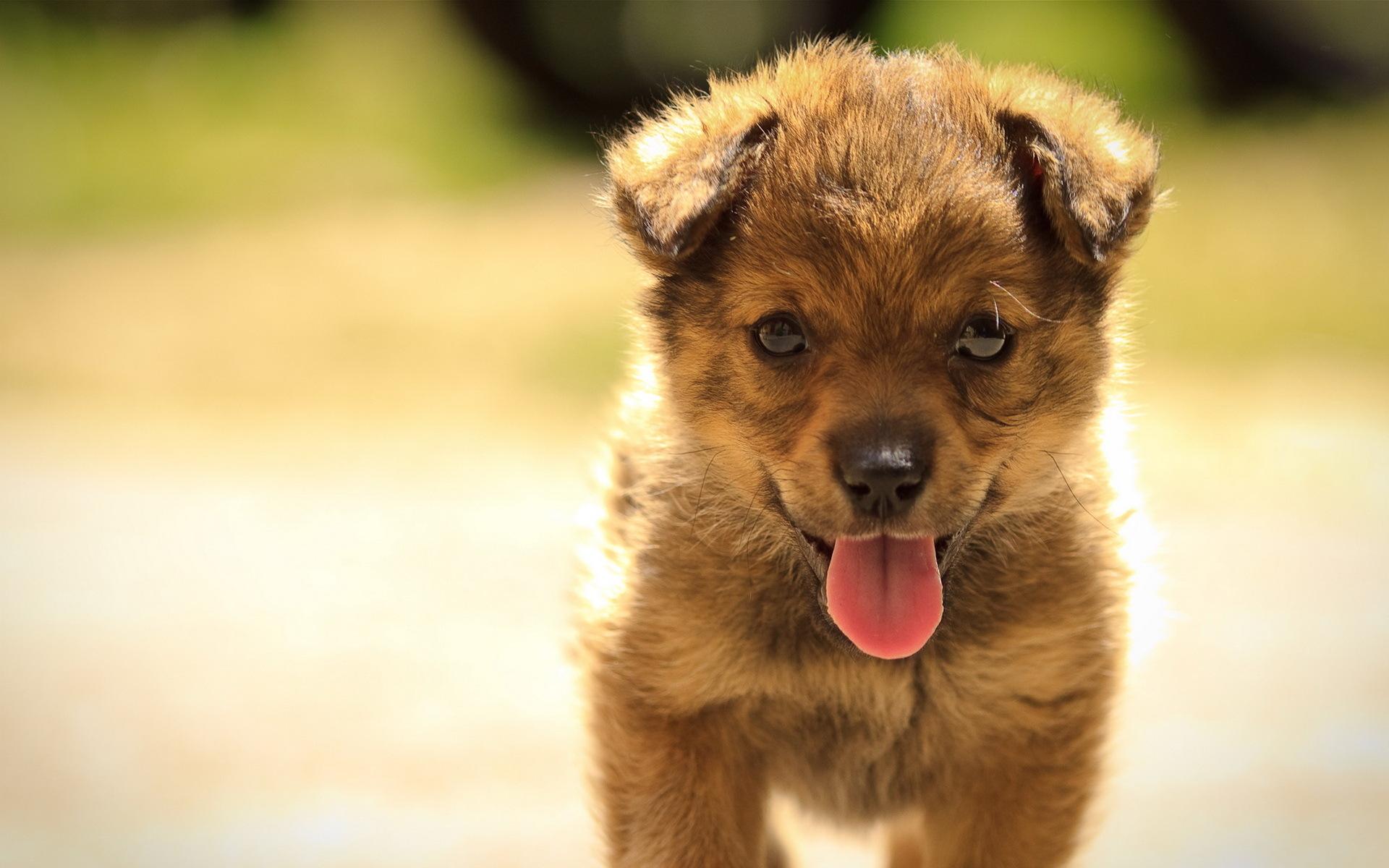 1920x1200 Summer Puppy Wallpaper