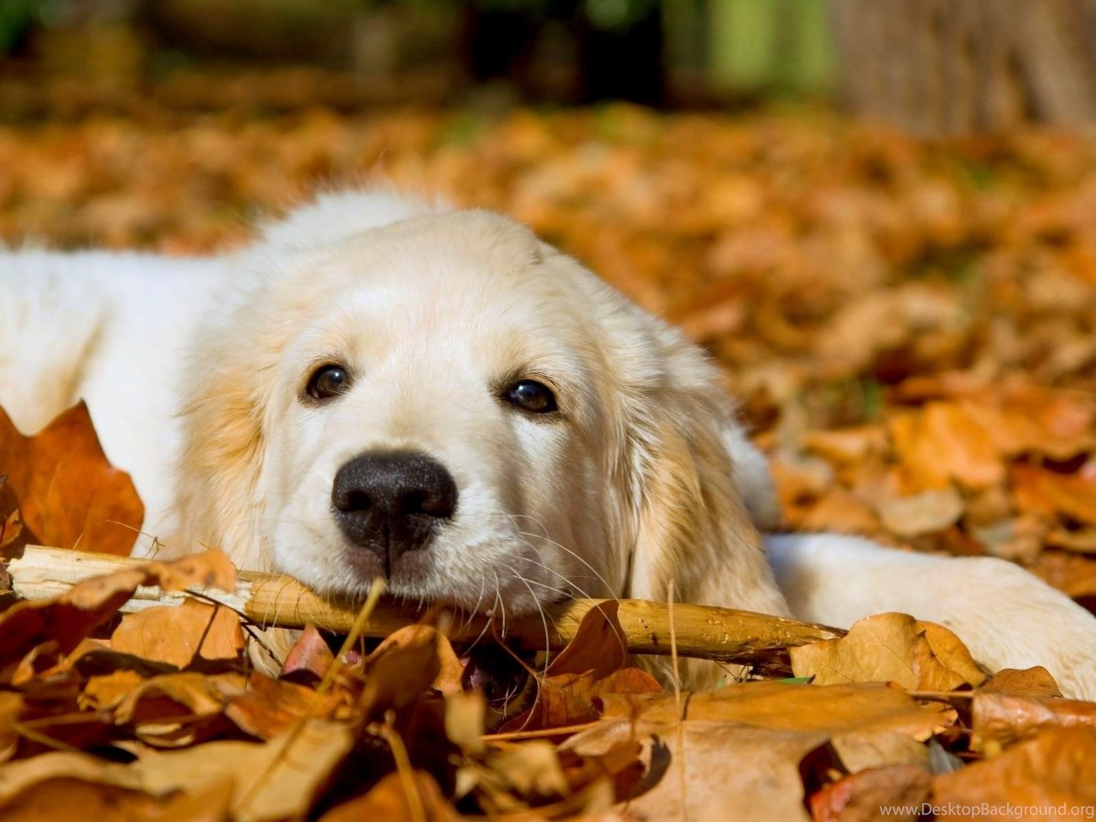 1600x1200 Summer Dog White Wallpaper Desktop Background