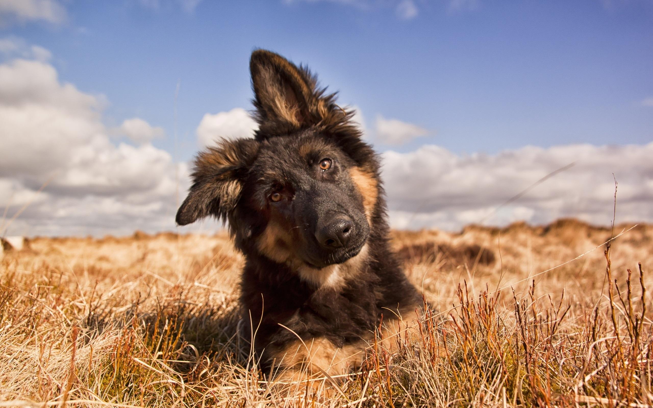 2560x1600 Wallpaper Dog front view, summer, grass 2560x1600 HD Picture, Image