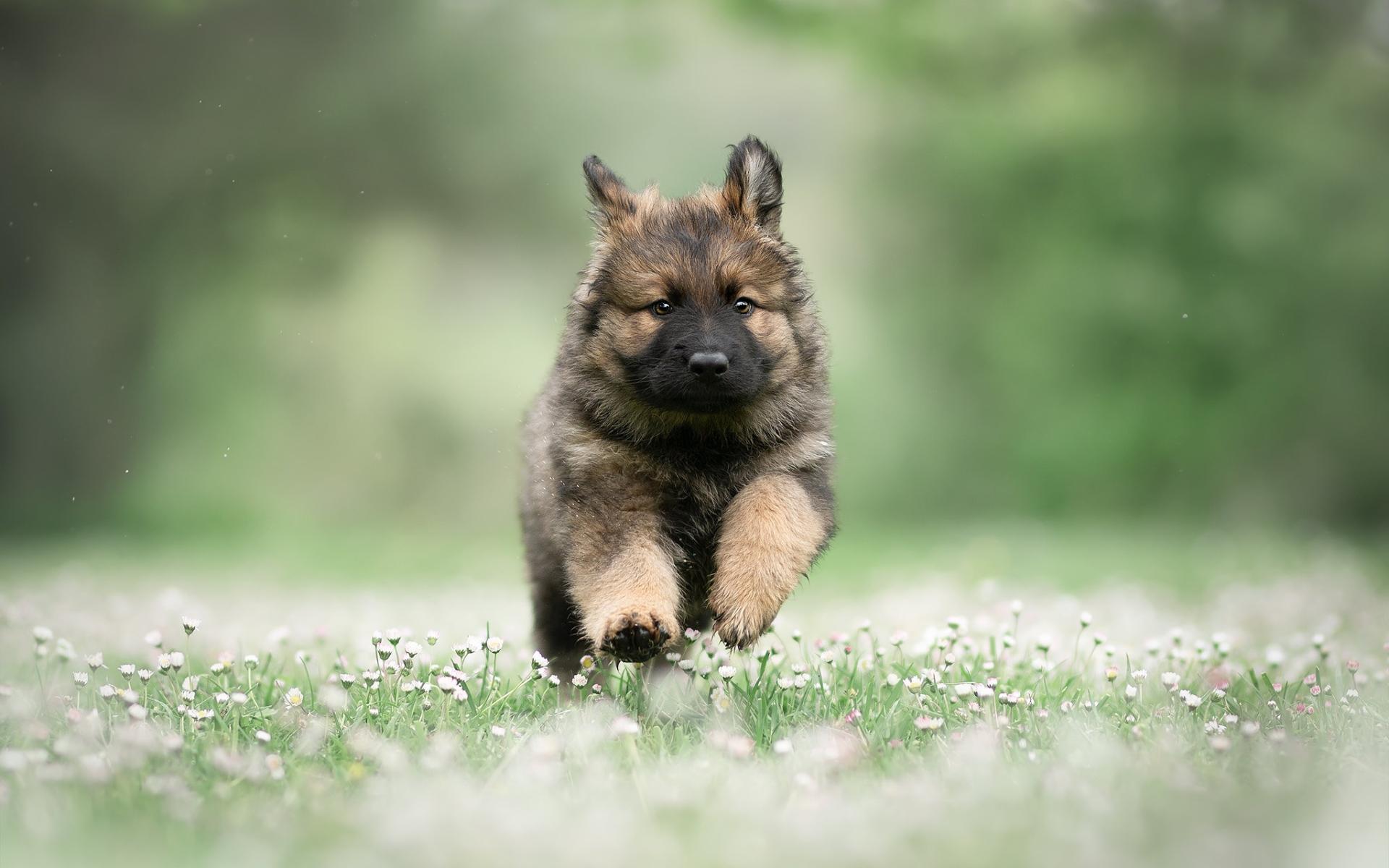 1920x1200 Running German Shepherd, Puppy, Summer, Pets, Cute Shepherd Small Puppy