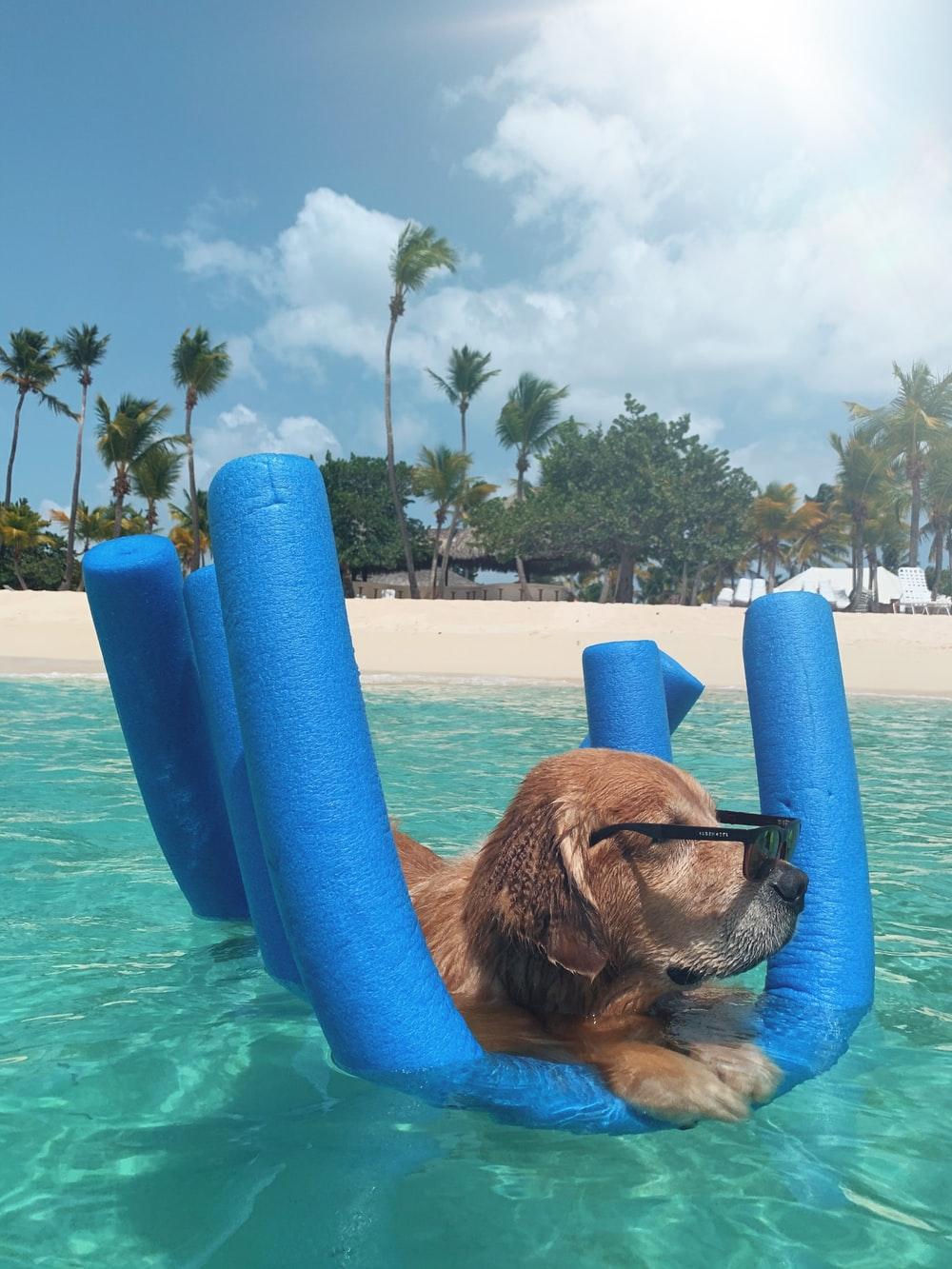 1000x1333 Summer Dog Picture. Download Free Image